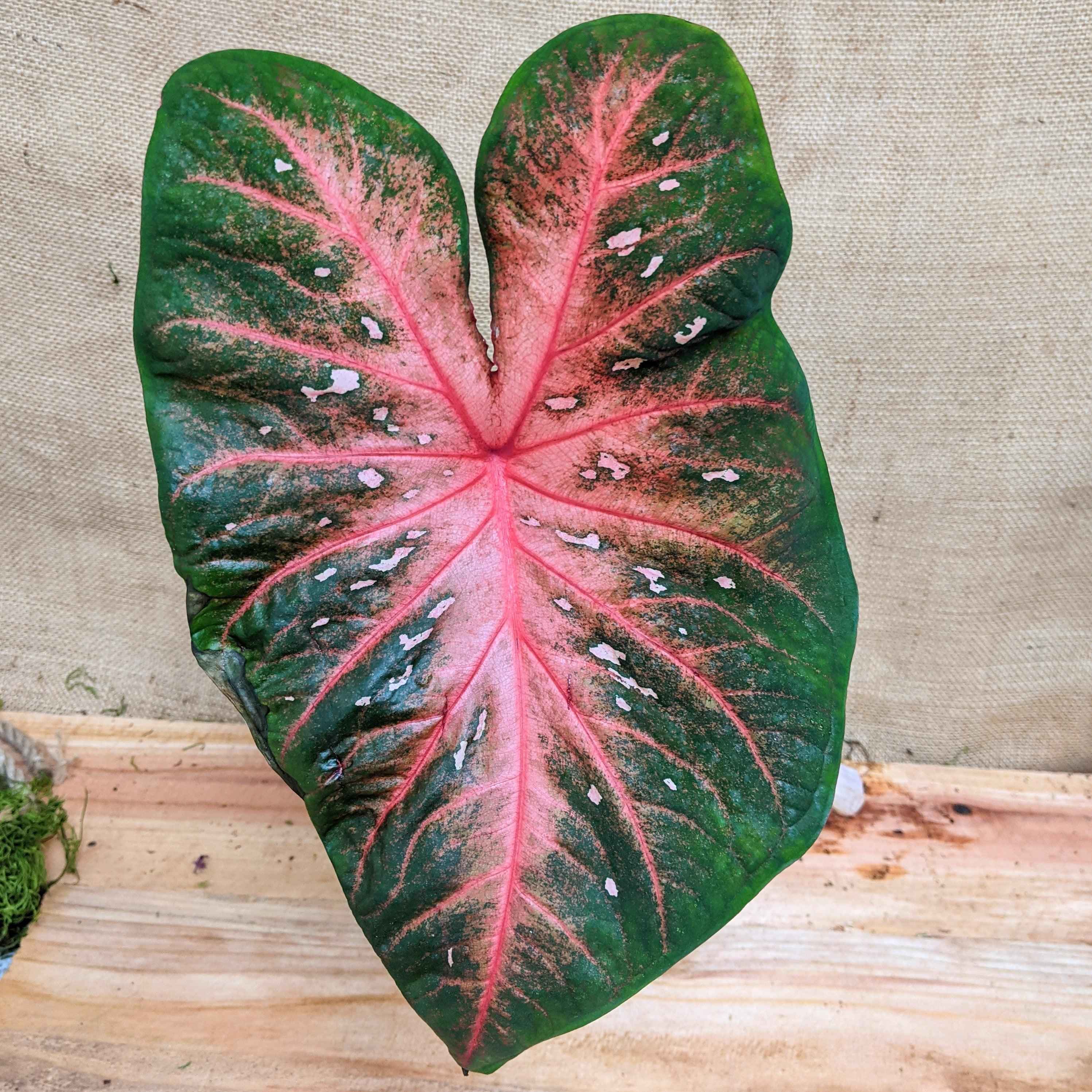 Caladium Mix Bulbs