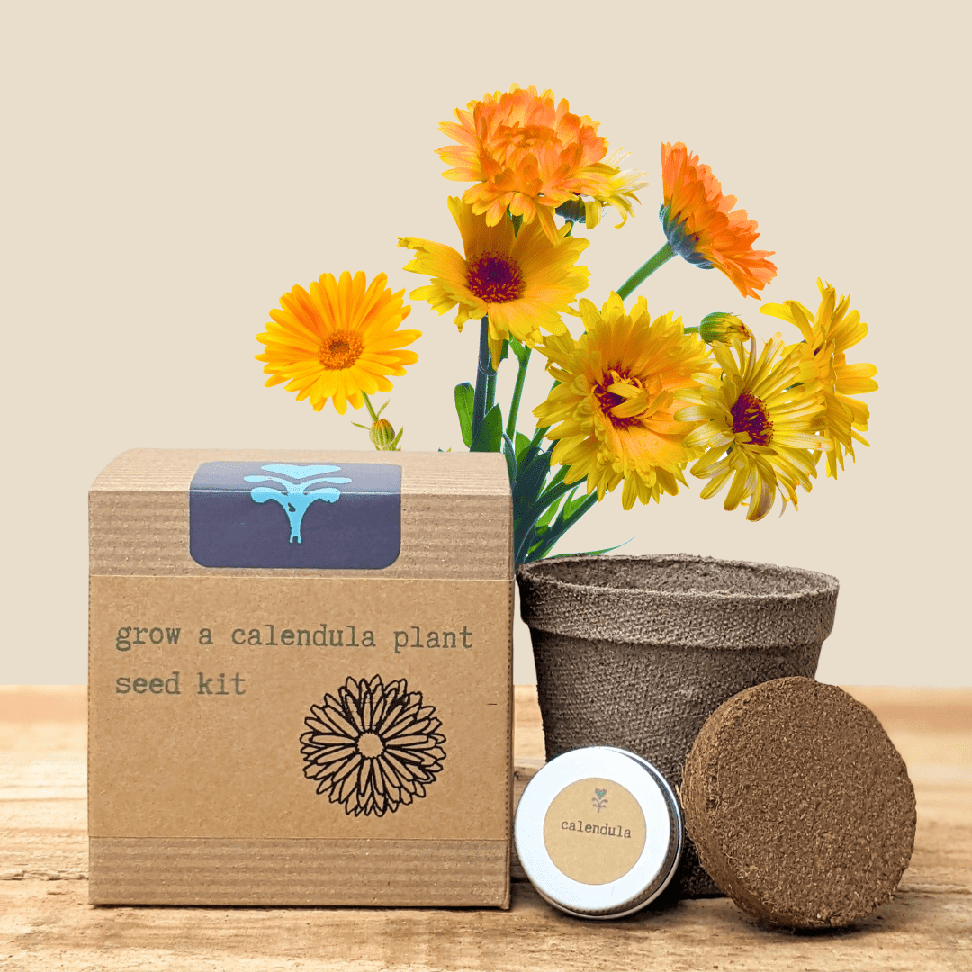 Calendula Beginner Grow Kit - Plantflix