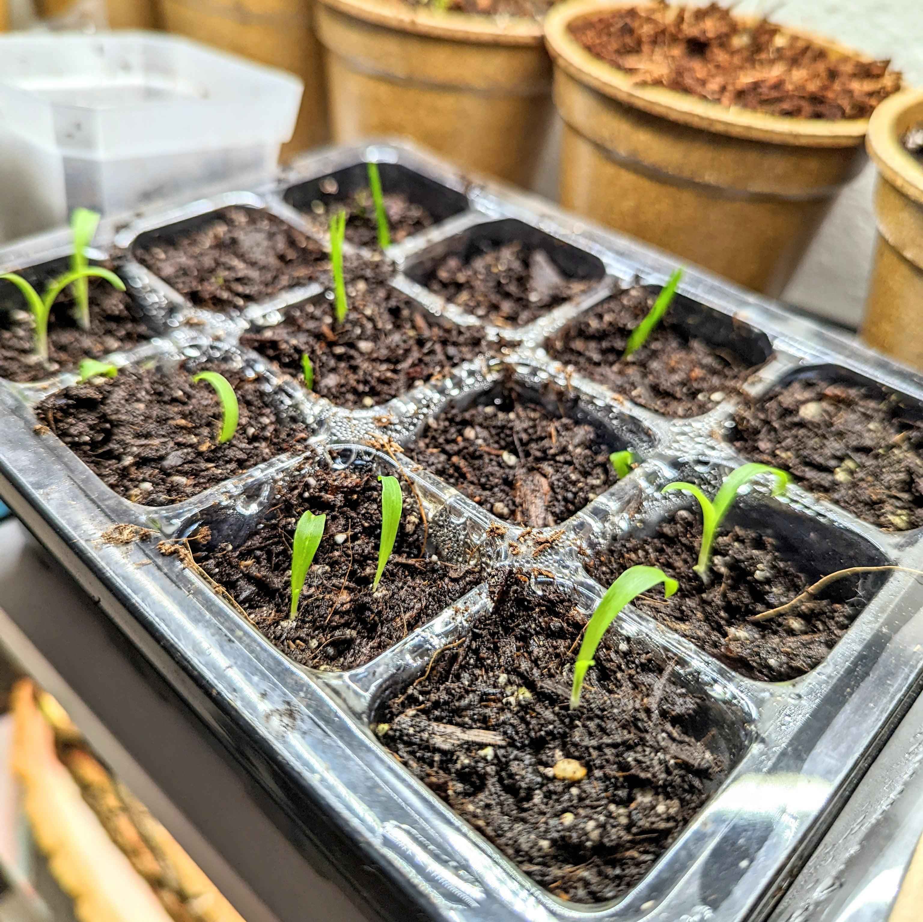 Chlorophytum Amaniense &