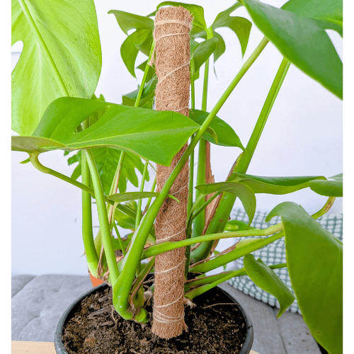 Coconut Coir Bendable Grow Pole 16" - We the Wild - Plantflix