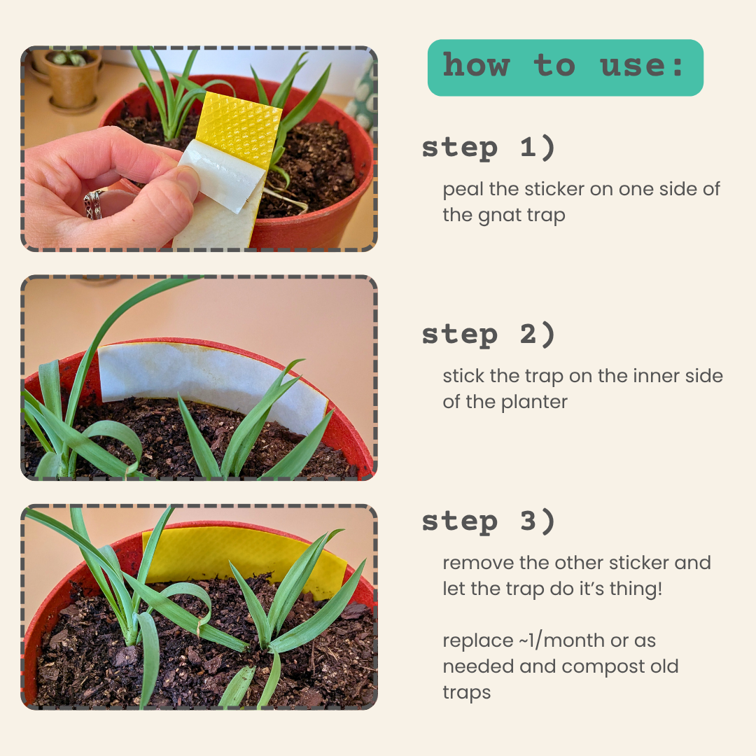 Compostable Gnat Traps - We the Wild - Plantflix