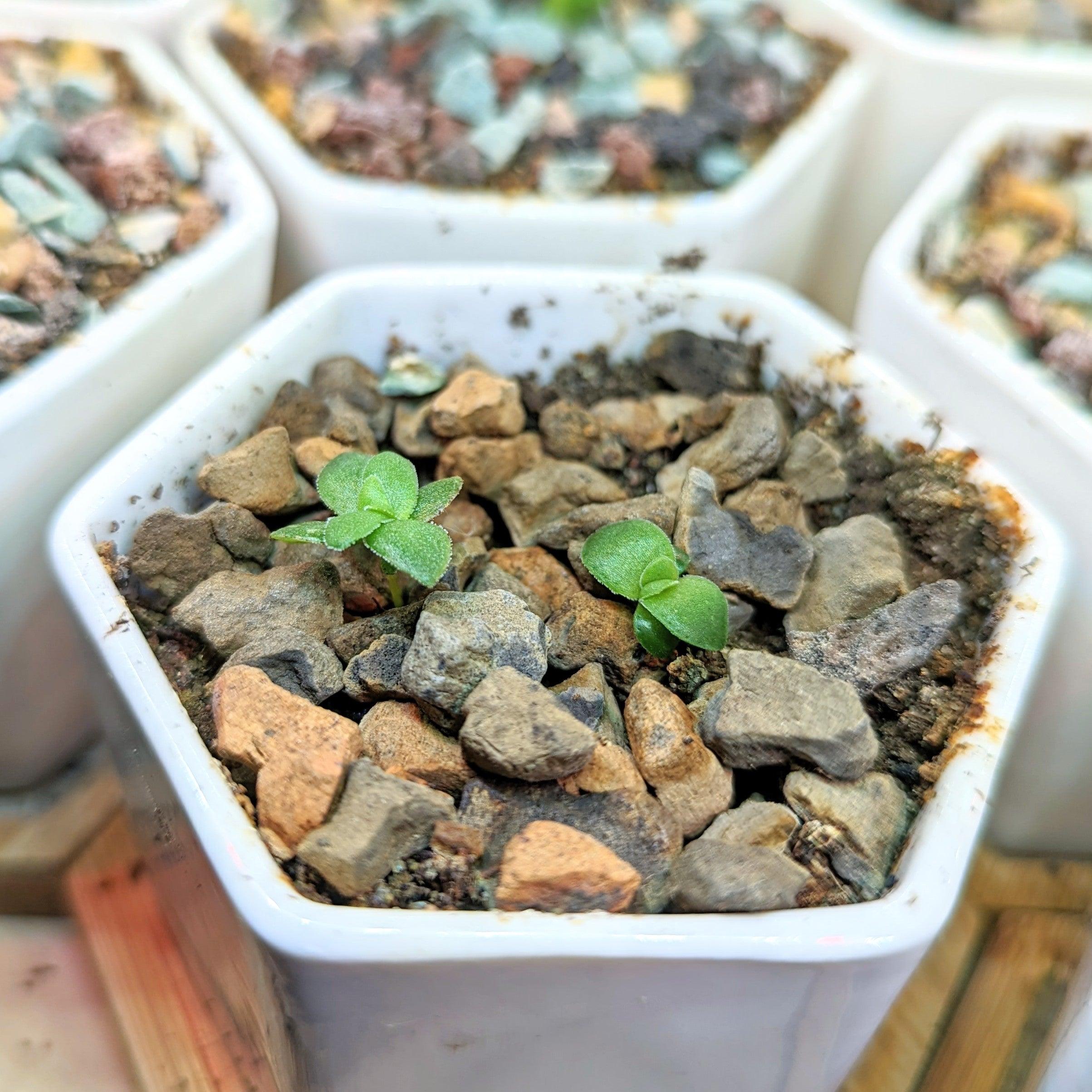 Crassula Mix Seeds - Plantflix