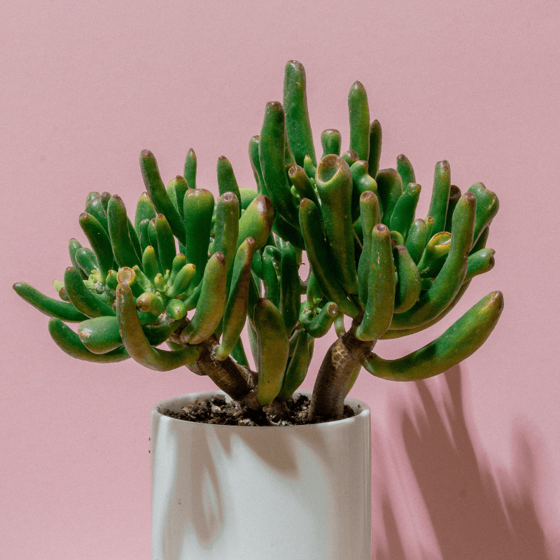 Crassula Mix Seeds - Plantflix