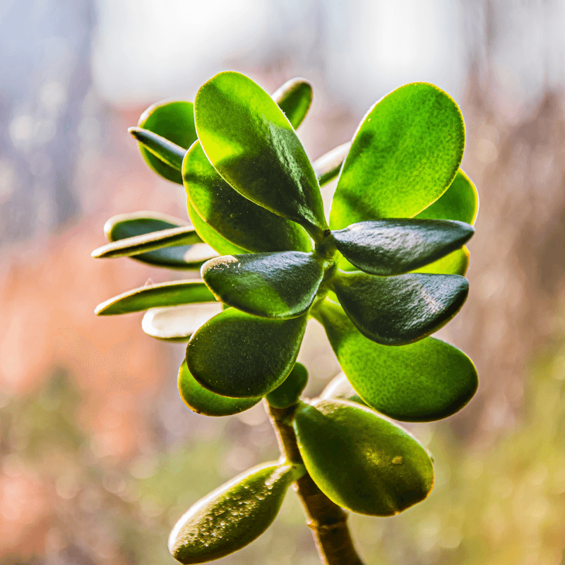 Crassula Mix Seeds - Plantflix