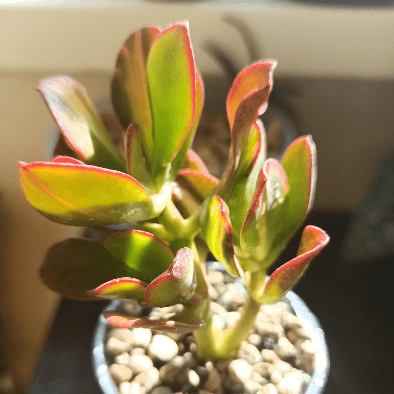 Crassula Mix Seeds - Plantflix