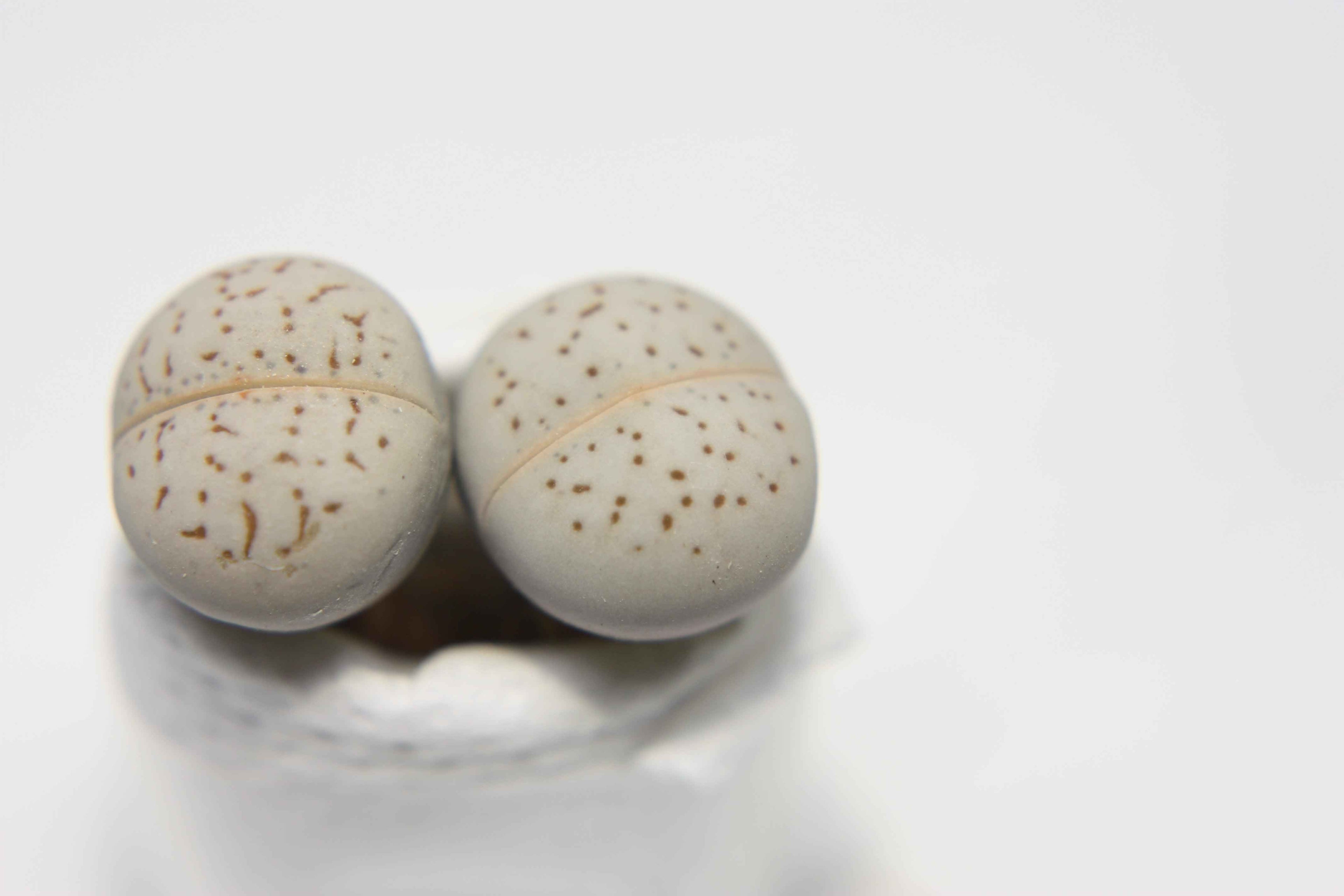 Dinteranthus Seed Mix