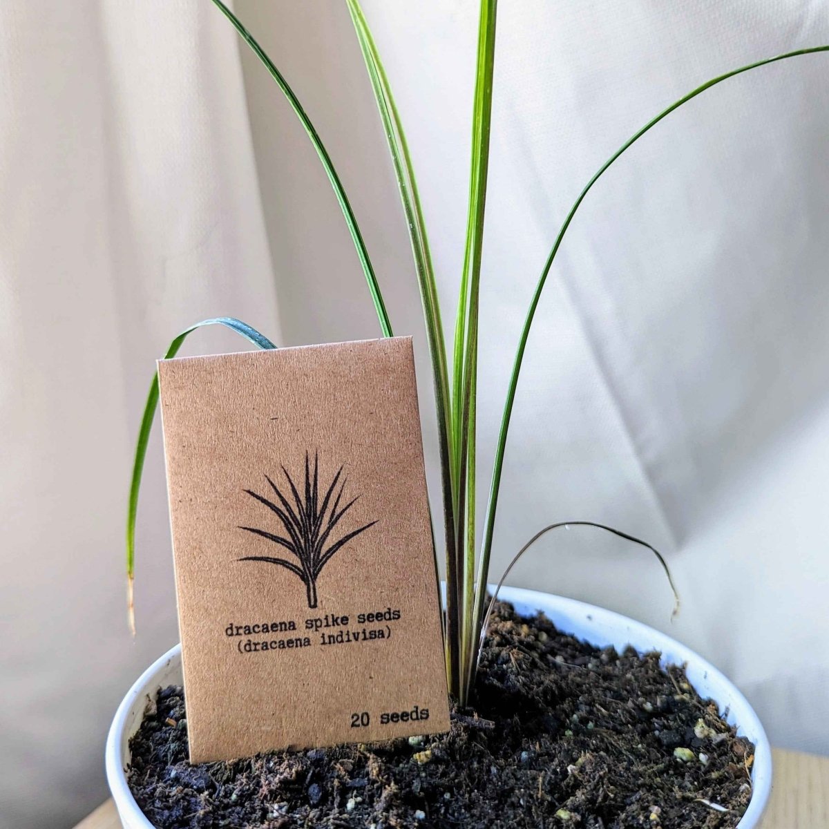 dracaena sanderiana seeds Dracaena Indivisa 'Spike' Seeds