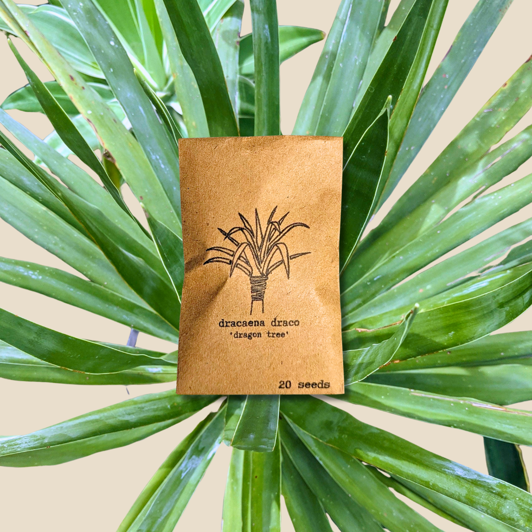Dracaena Draco &