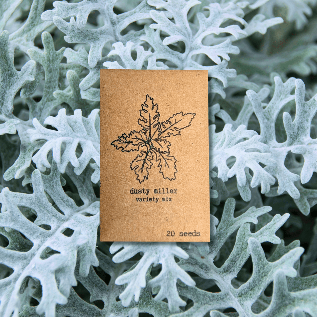 🎁 Dusty Miller Mix Seeds (100% off) - Plantflix