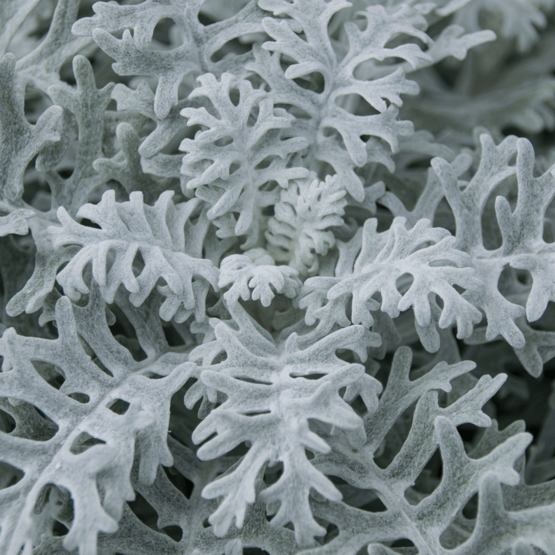 Dusty Miller Mix Seeds - Plantflix