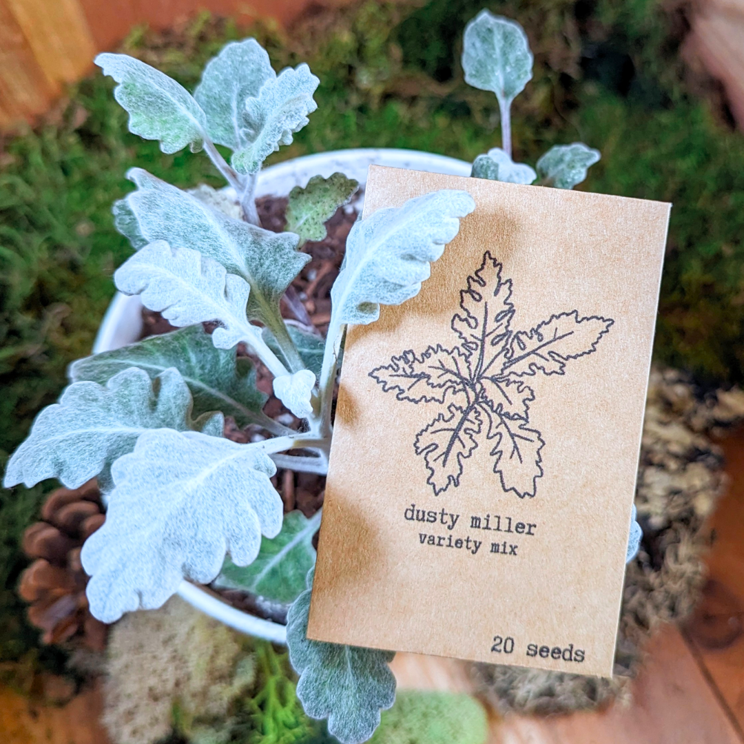 Dusty Miller Mix Seeds - Plantflix