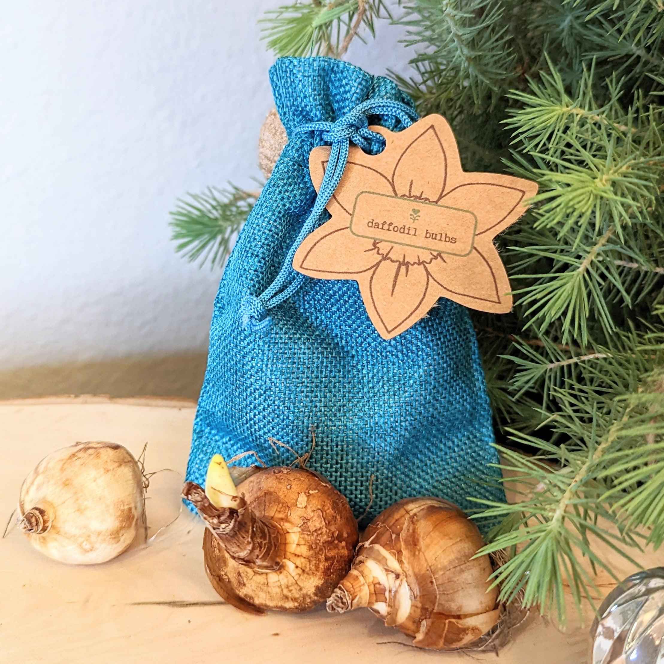 Dwarf Daffodil Bulbs