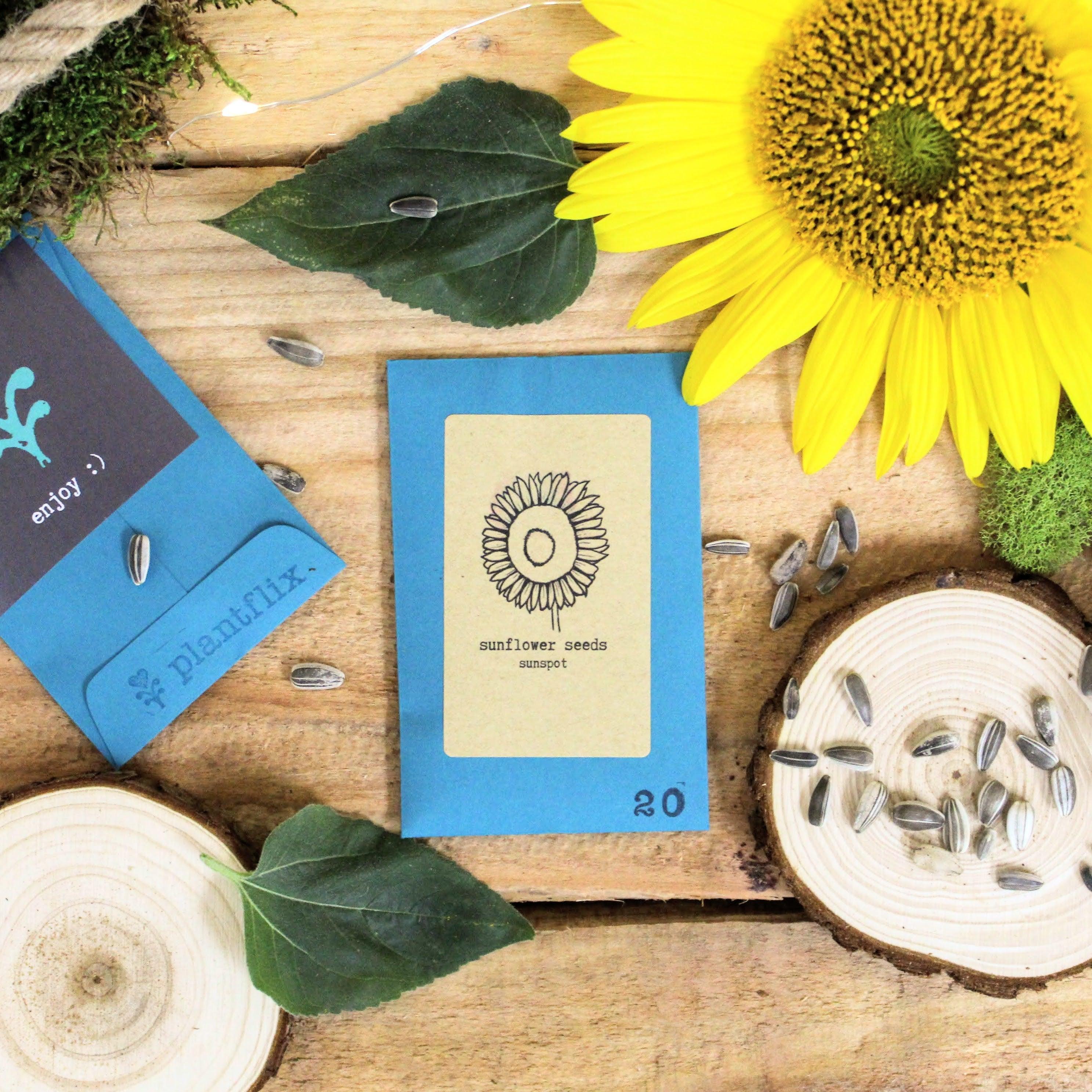 Dwarf Sunflower Beginner Grow Kit - Plantflix