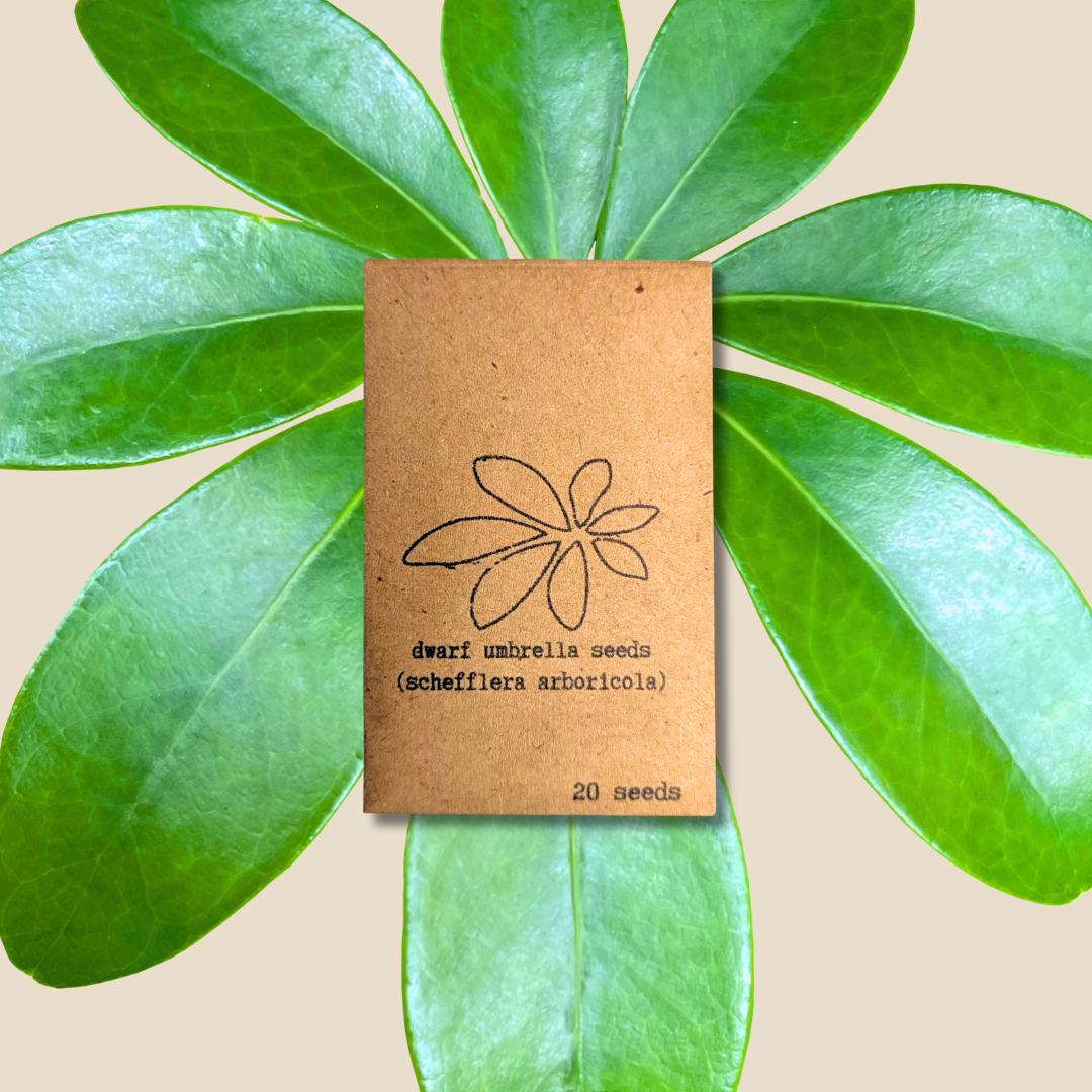 Schefflera Arboricola &