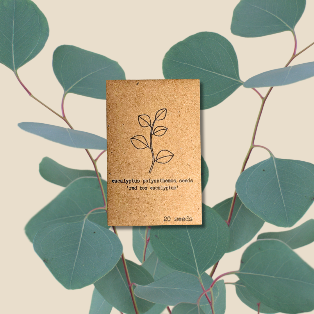 Eucalyptus Polyanthemos &