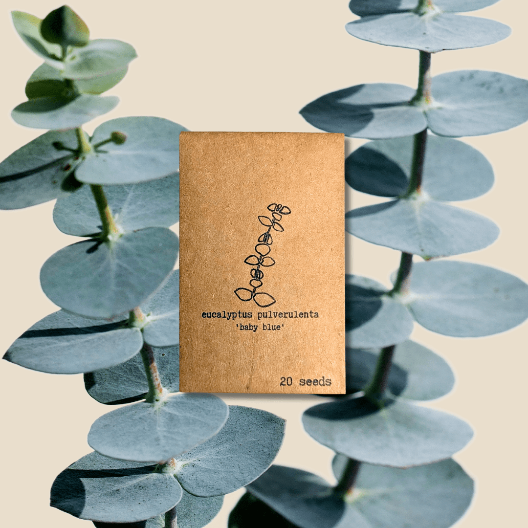 Eucalyptus Pulverulenta 'Baby Blue' Seeds – Plantflix