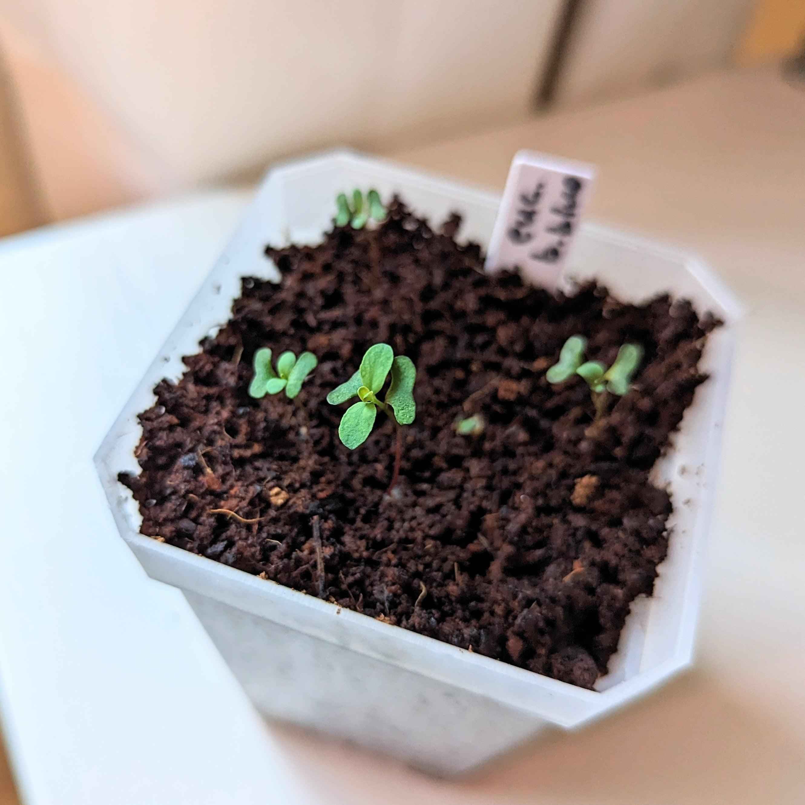 Eucalyptus Pulverulenta &