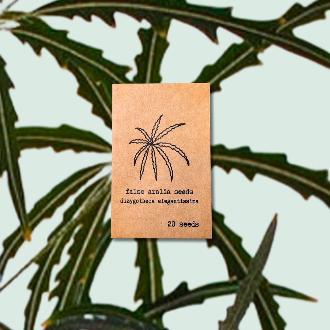 Dizygotheca elegantissima &