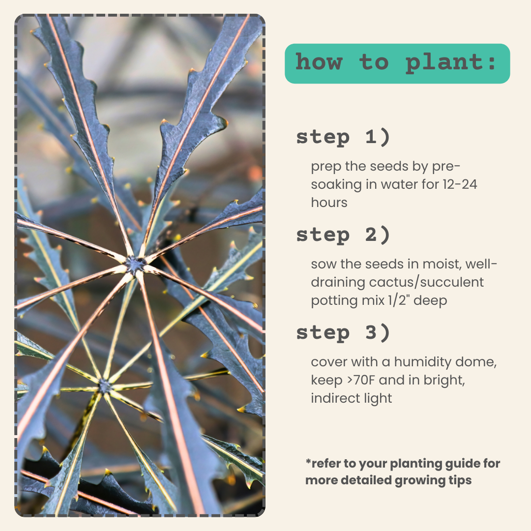 Dizygotheca elegantissima &