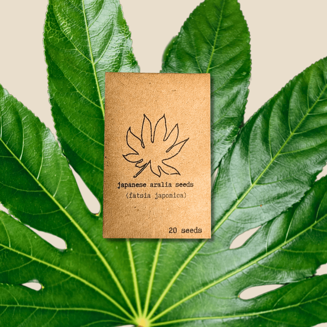 japanese plant seeds Fatsia Japonica 'Japanese Aralia' Seeds