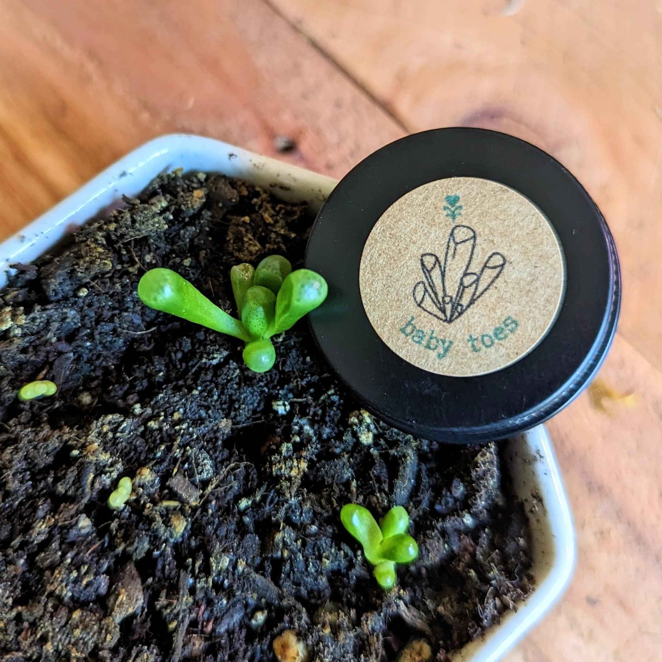 Fenestraria Aurantiaca (Baby Toes, Window Plant) Seeds