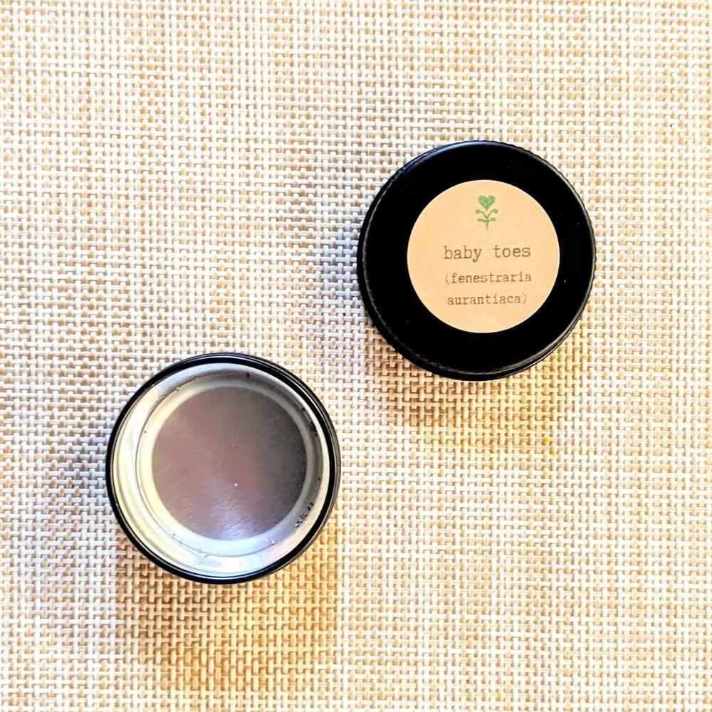 Fenestraria Aurantiaca (Baby Toes, Window Plant) Seeds