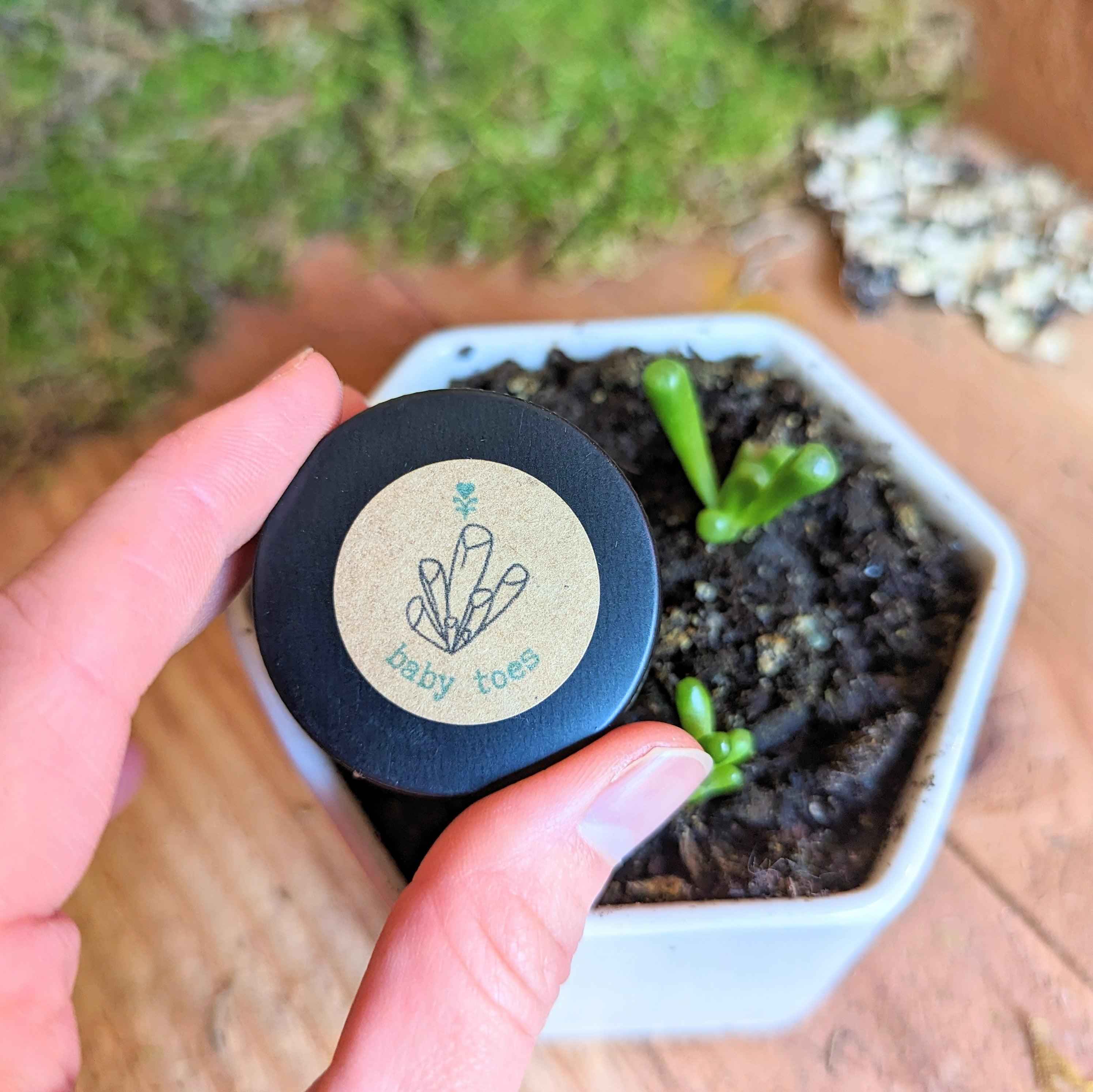 Fenestraria Aurantiaca (Baby Toes, Window Plant) Seeds