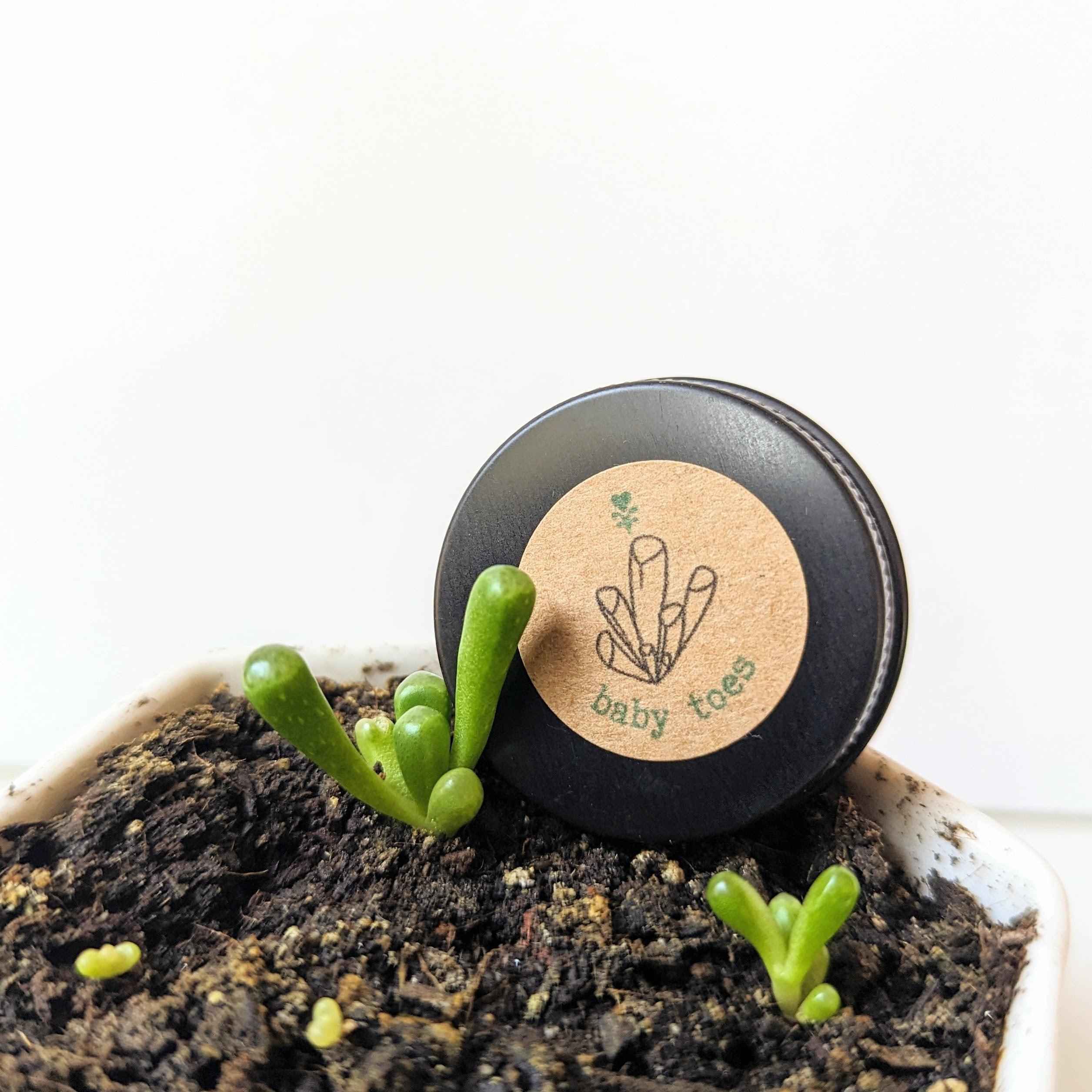 Fenestraria Aurantiaca (Baby Toes, Window Plant) Seeds