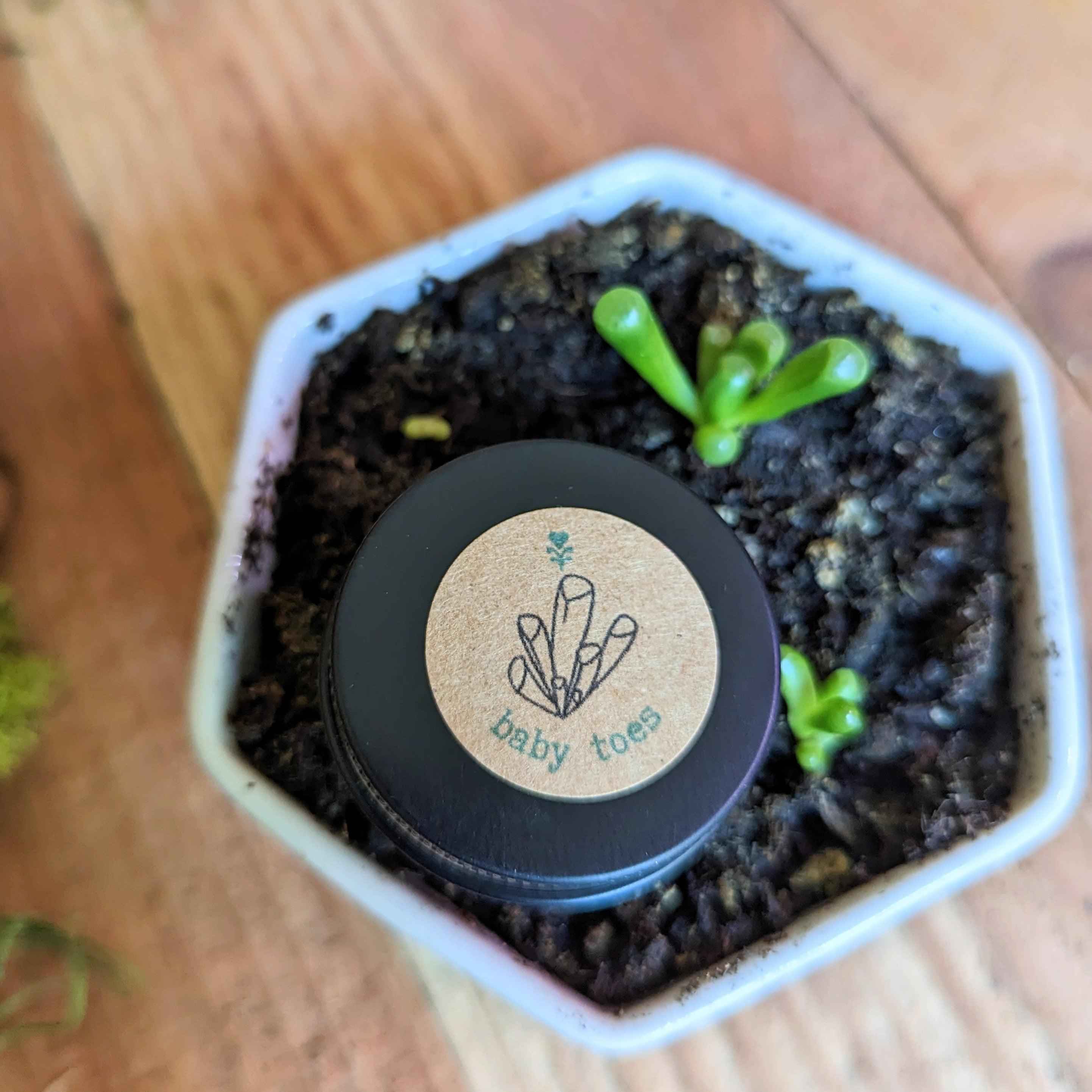 Fenestraria Aurantiaca (Baby Toes, Window Plant) Seeds