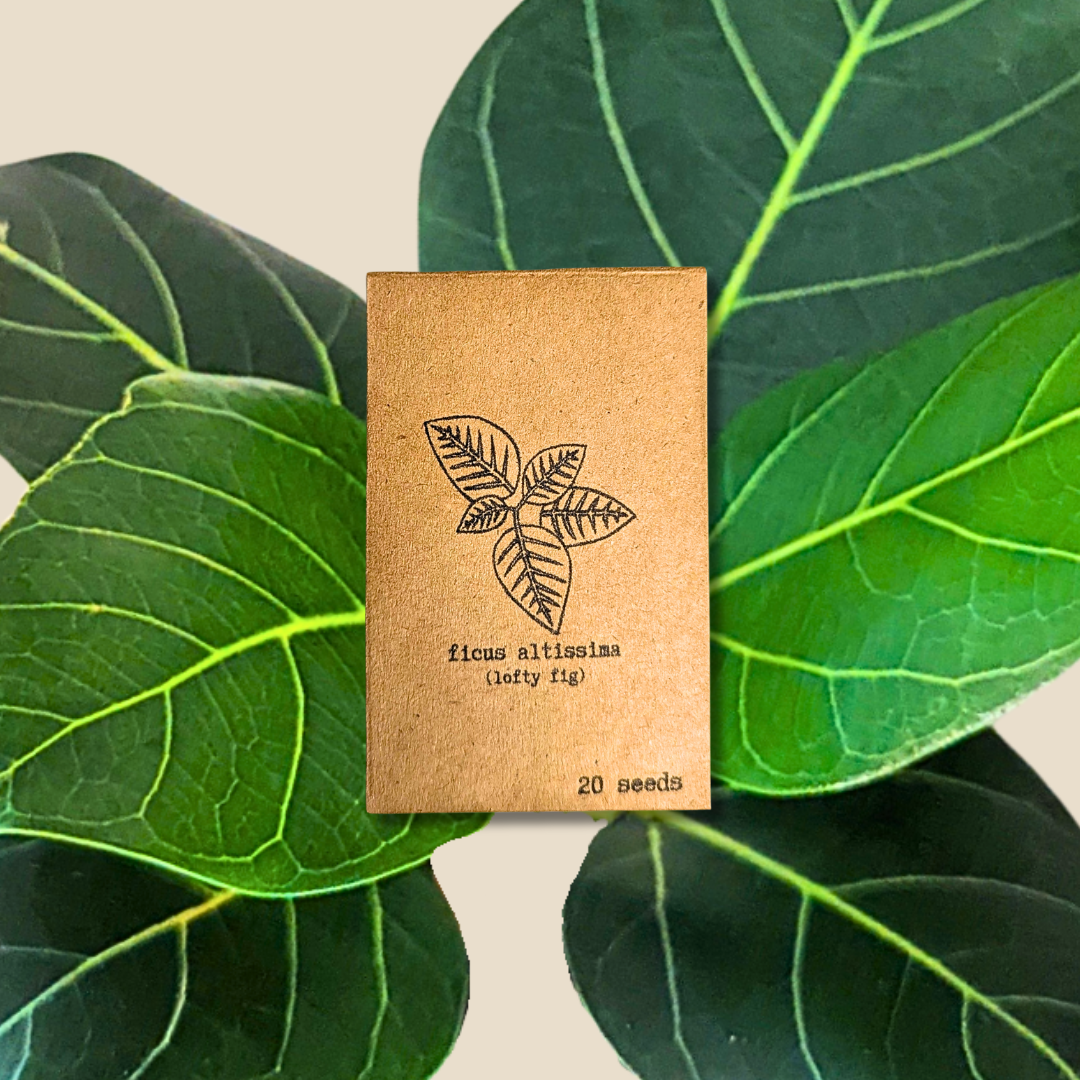 Ficus Altissima &