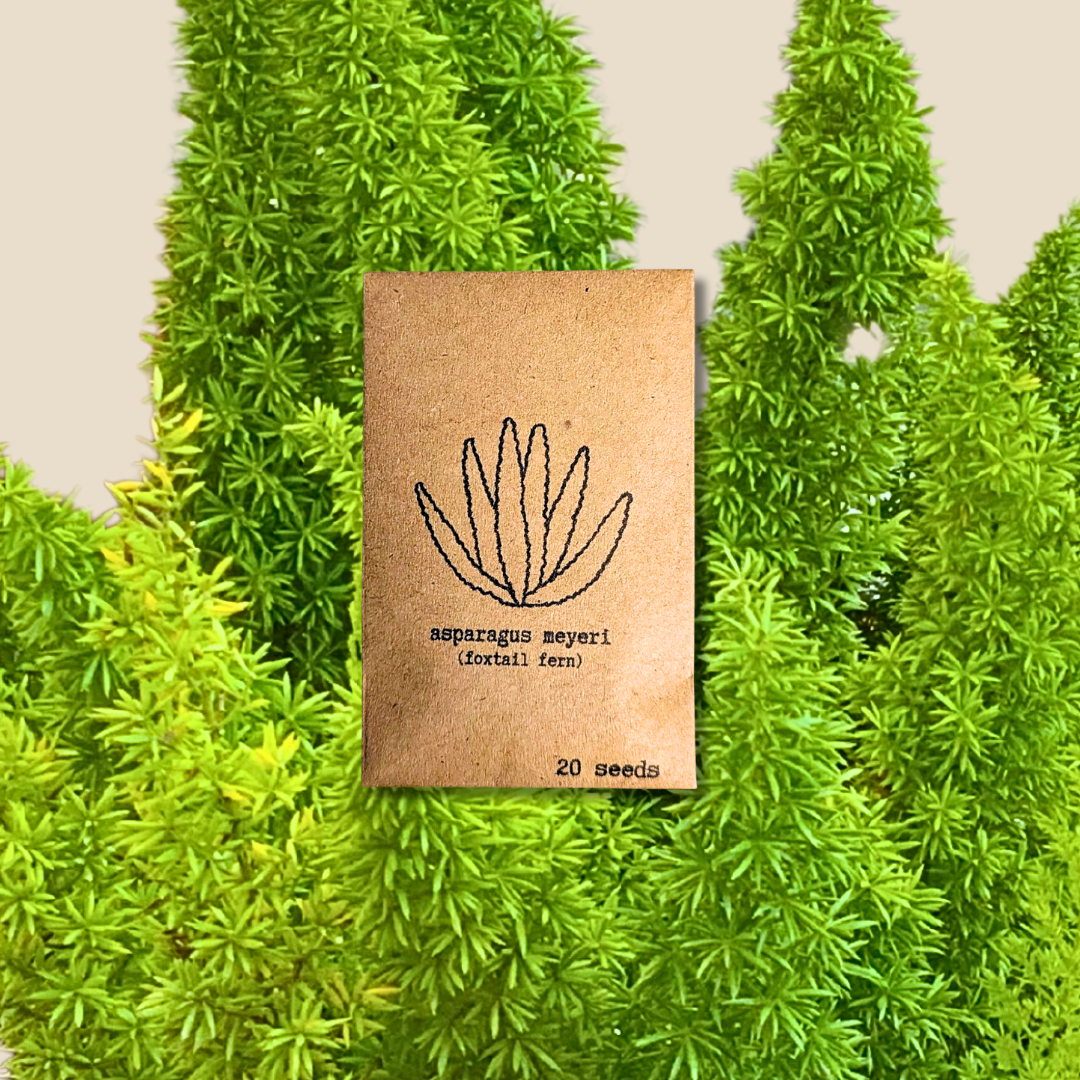 Asparagus Meyeri &