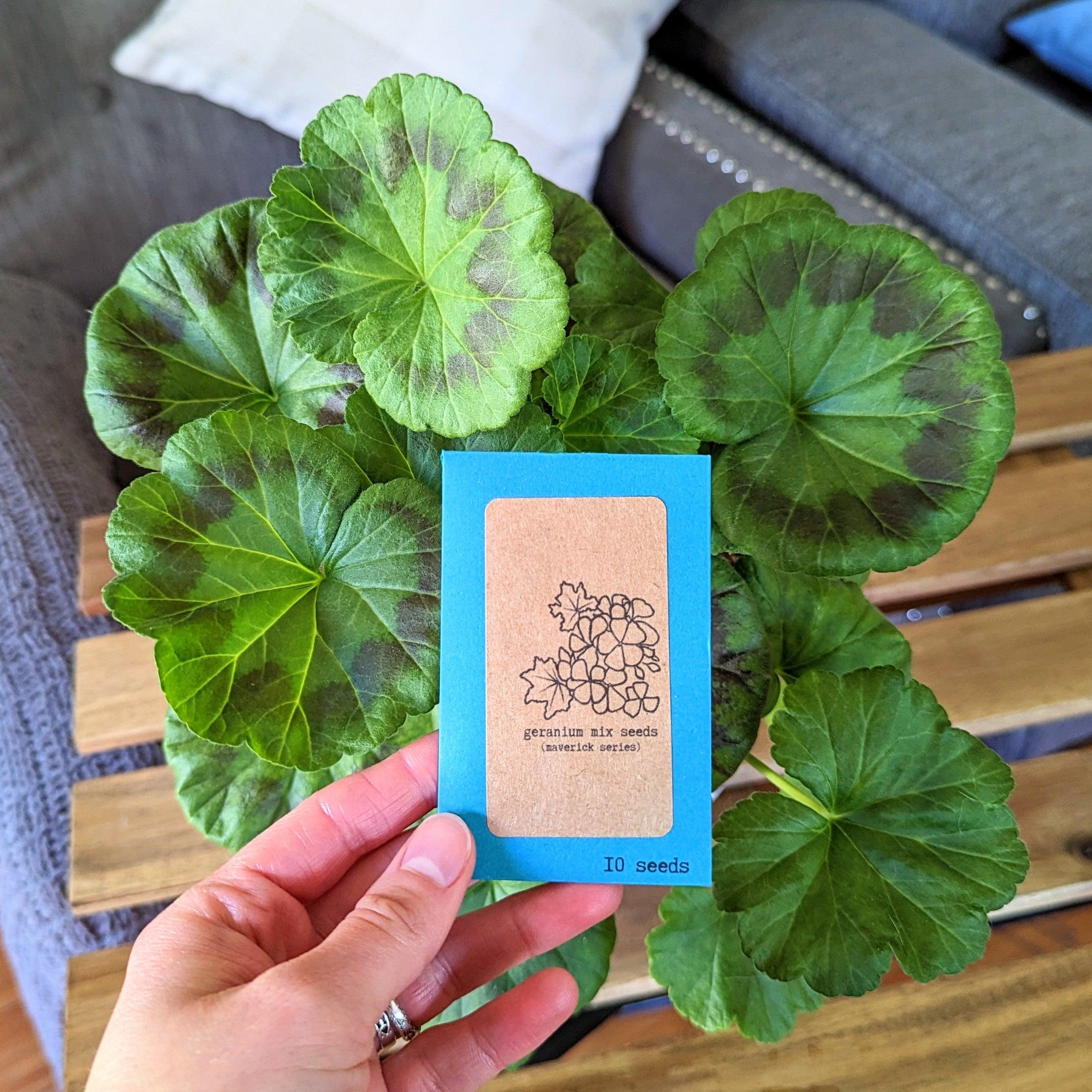 Geranium Seeds - Plantflix