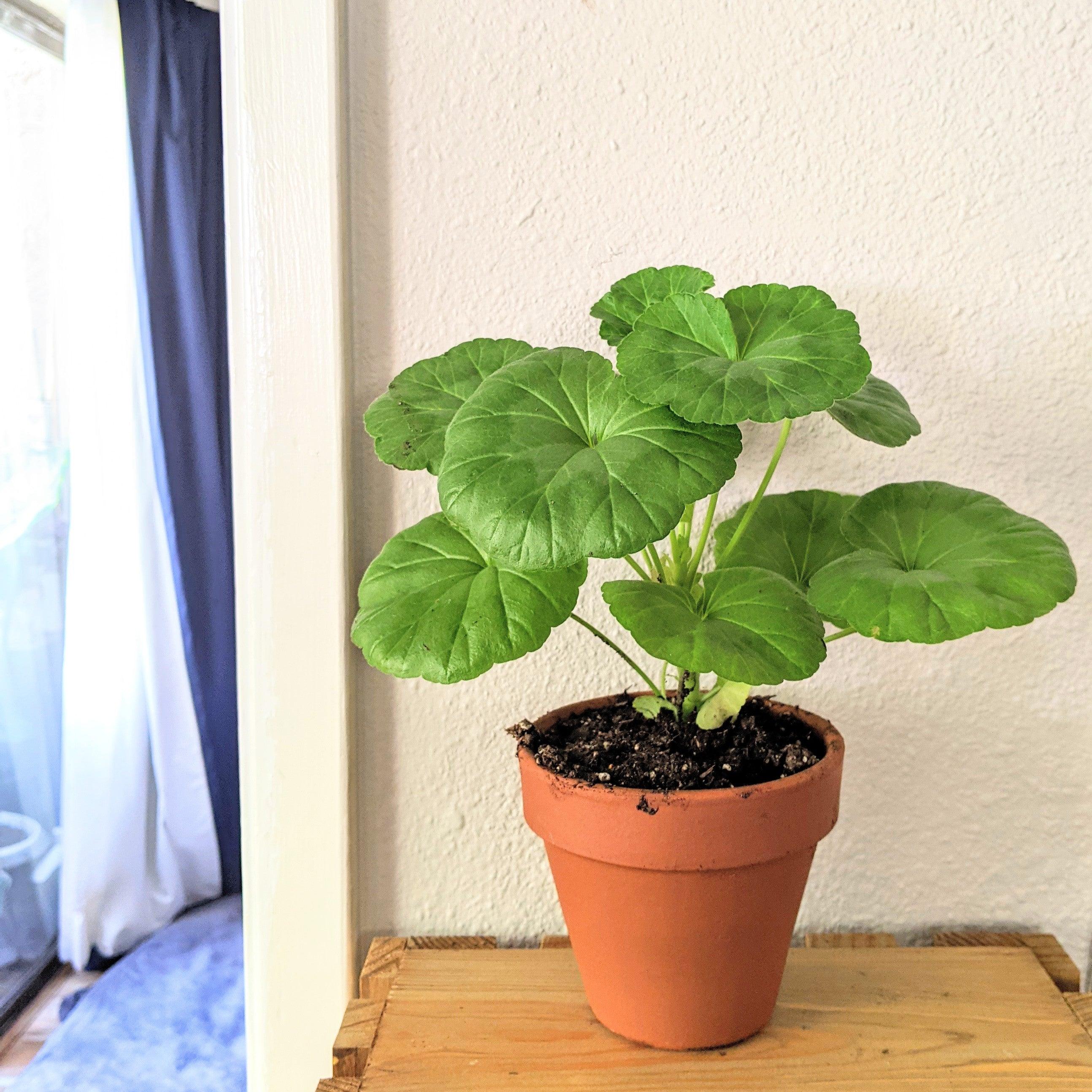 Geranium Seeds - Plantflix