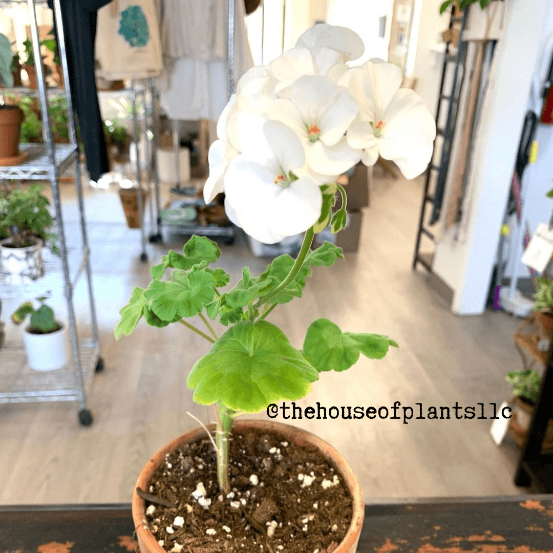 Geranium Seeds - Plantflix