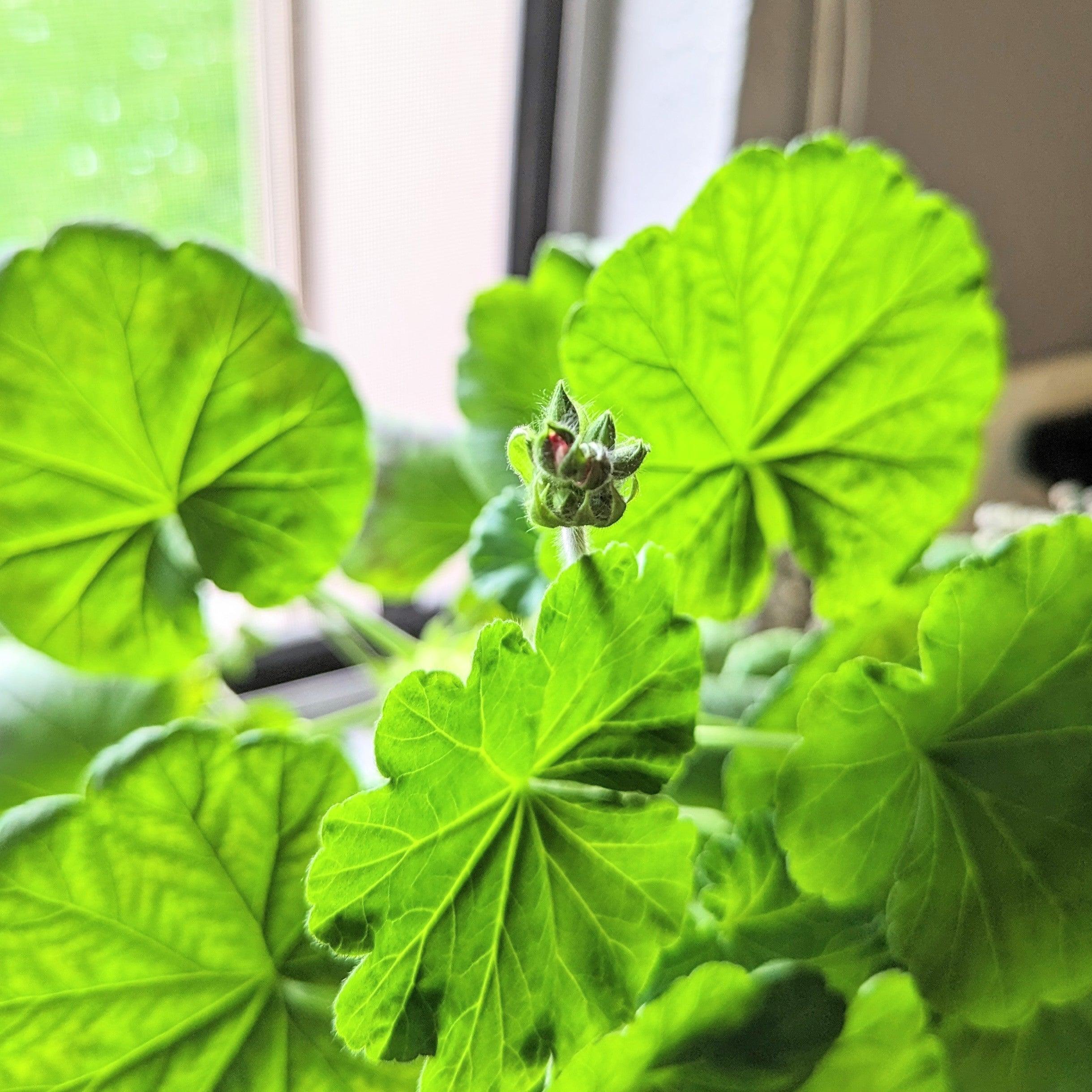 Geranium Seeds - Plantflix