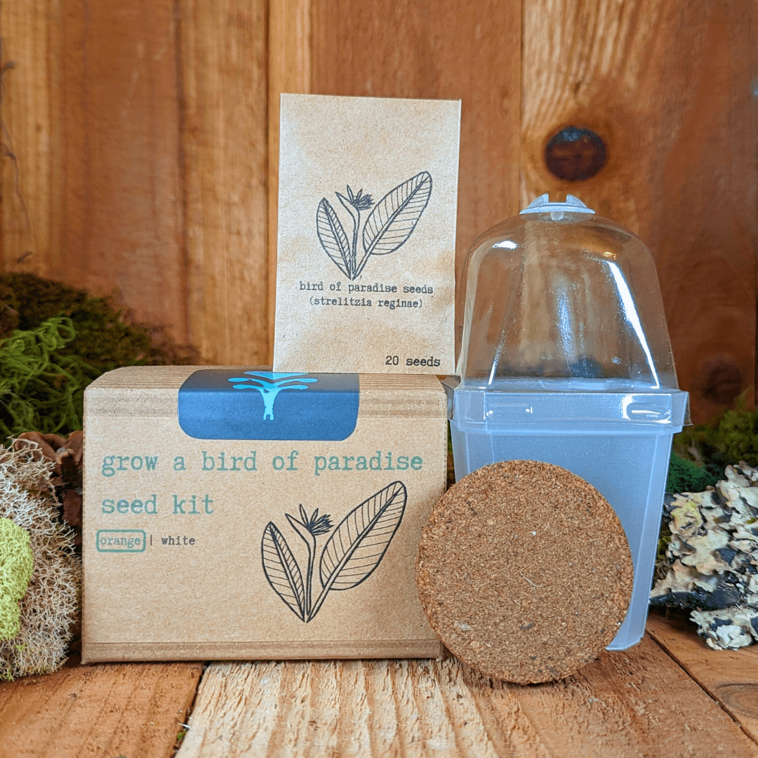 Grow a Bird of Paradise Plant Seed Kit - Plantflix