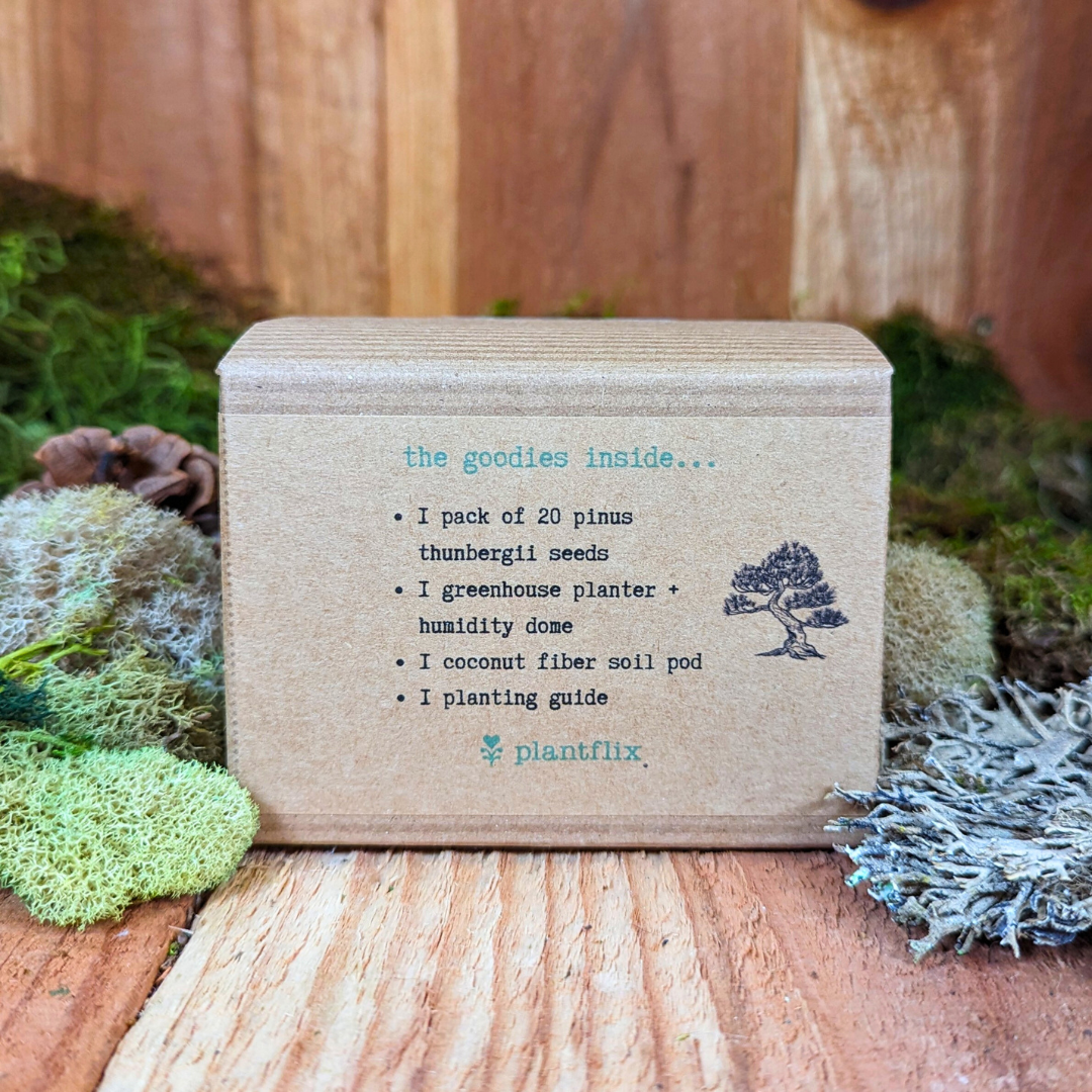 Grow a Bonsai Plant Seed Kit - Plantflix