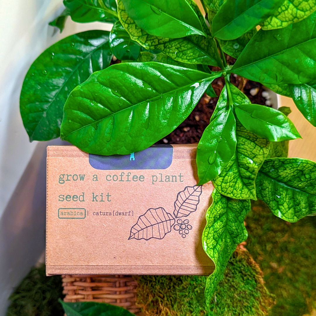 Grow a Coffee Plant Seed Kit - Plantflix