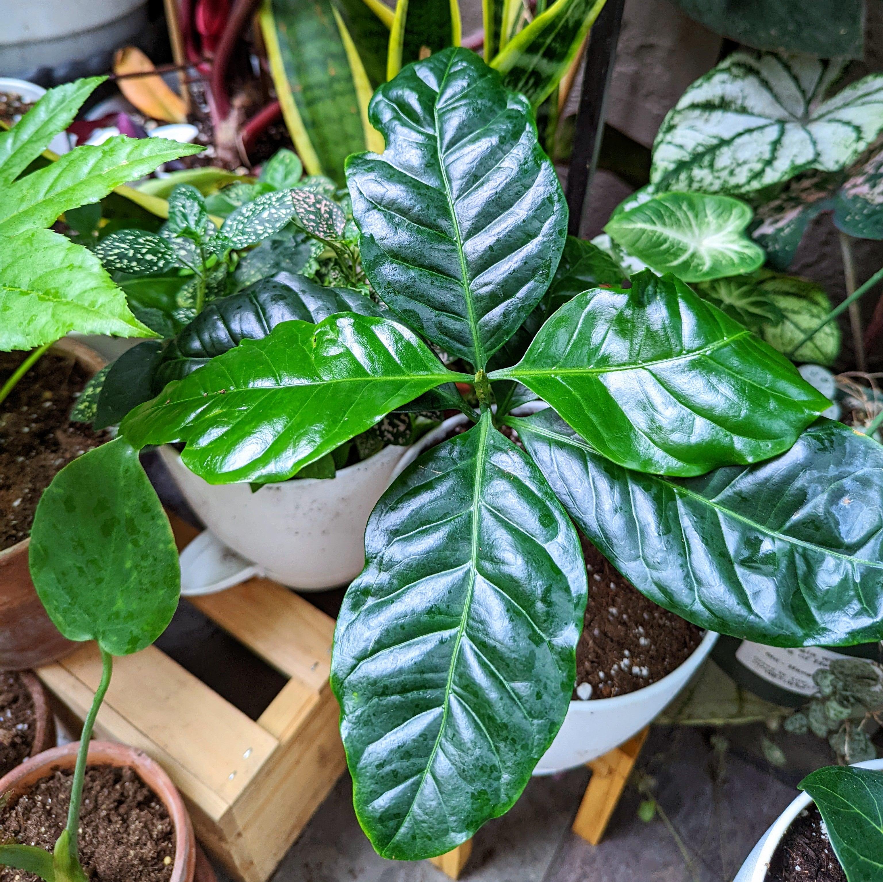 Grow a Coffee Plant Seed Kit - Plantflix