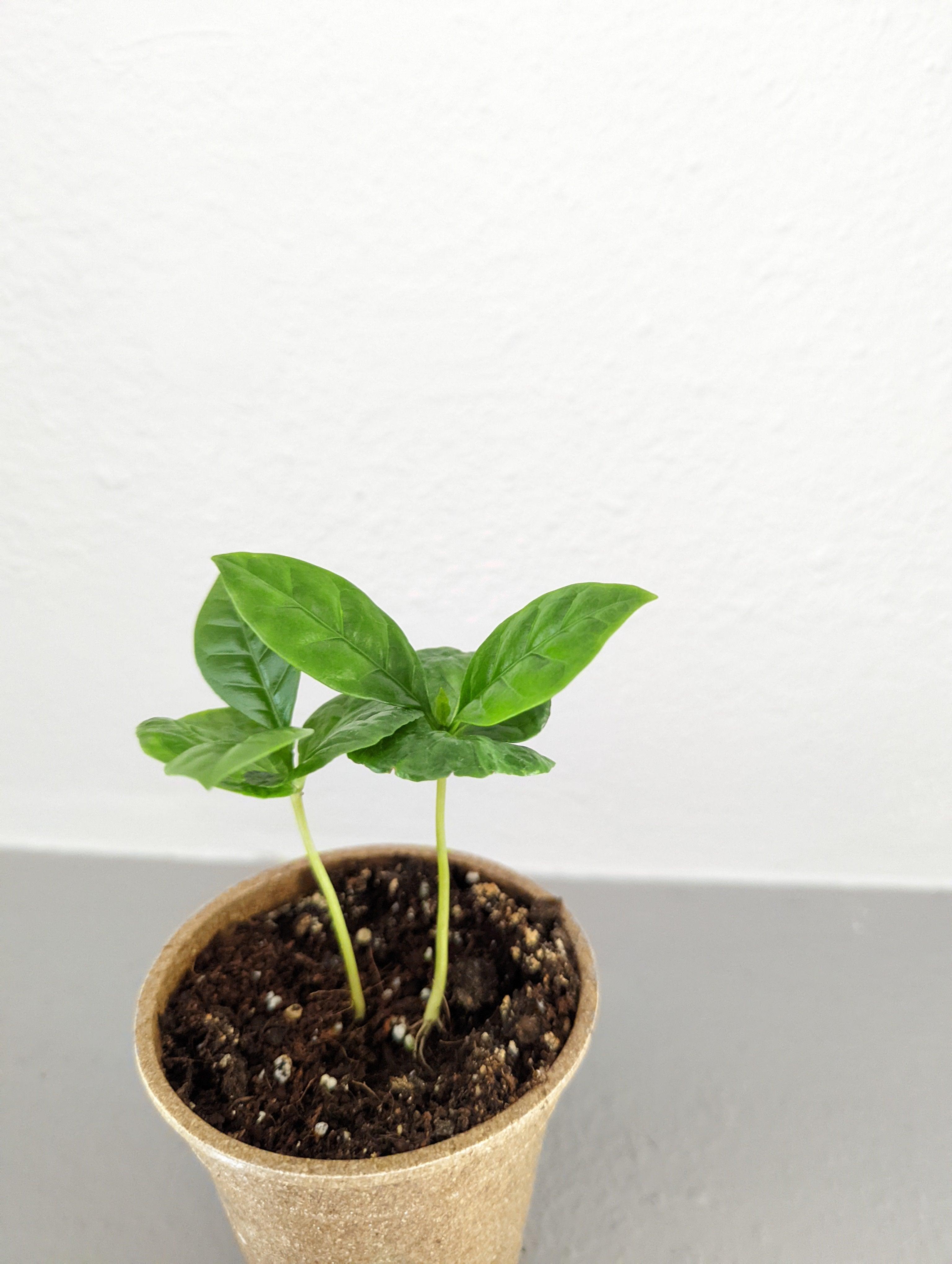 Grow a Coffee Plant Seed Kit - Plantflix