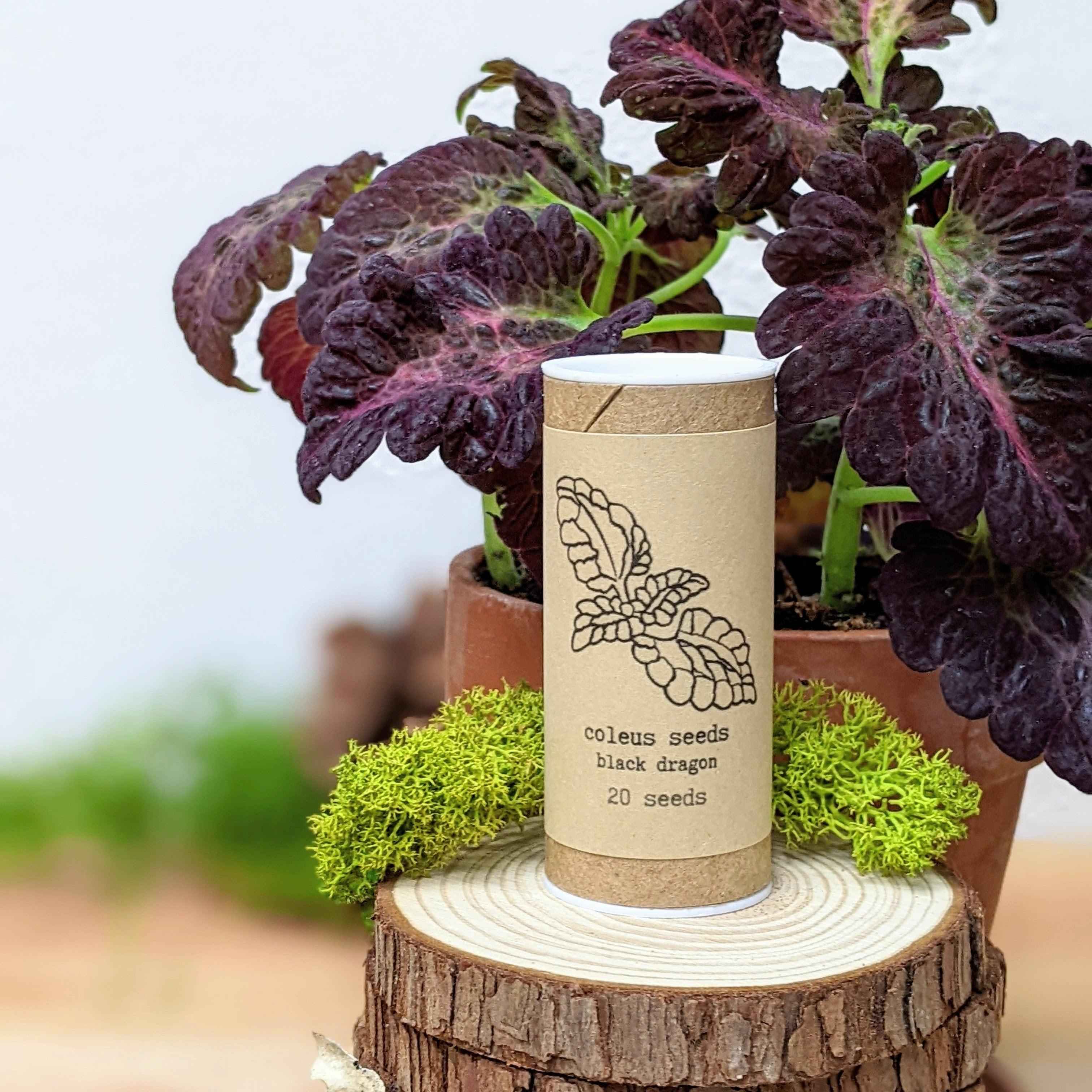 Grow a Coleus Seed Kit