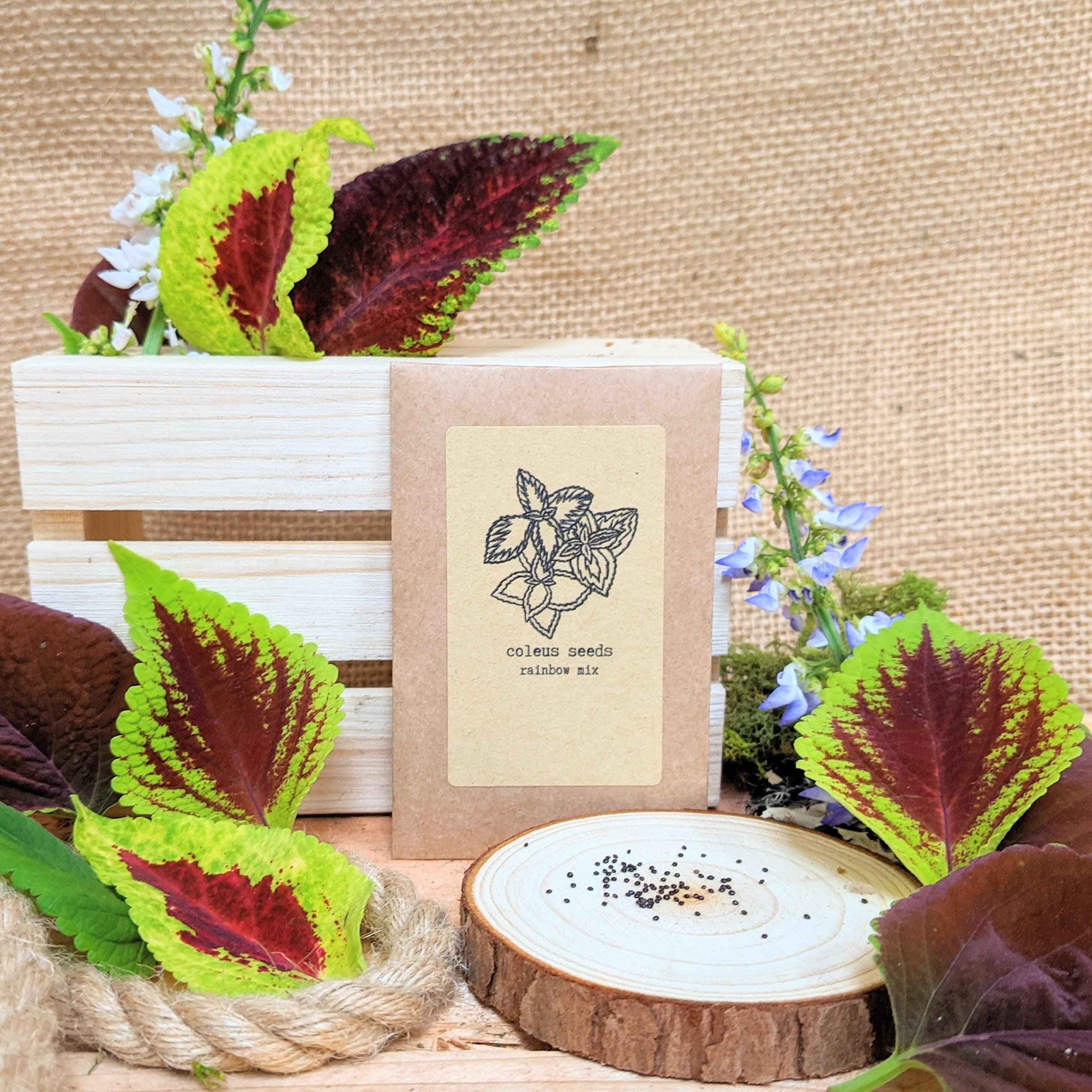 Grow a Coleus Seed Kit