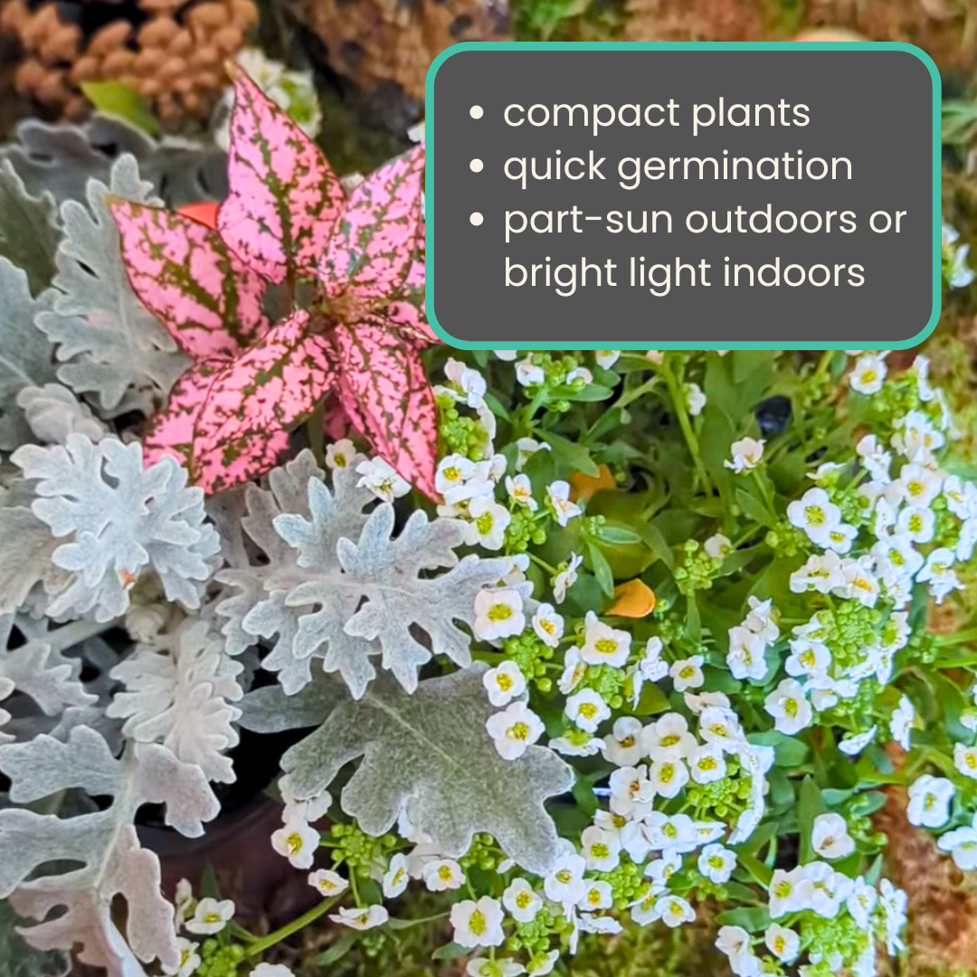 Grow a Fairy Garden Seed Kit - Plantflix