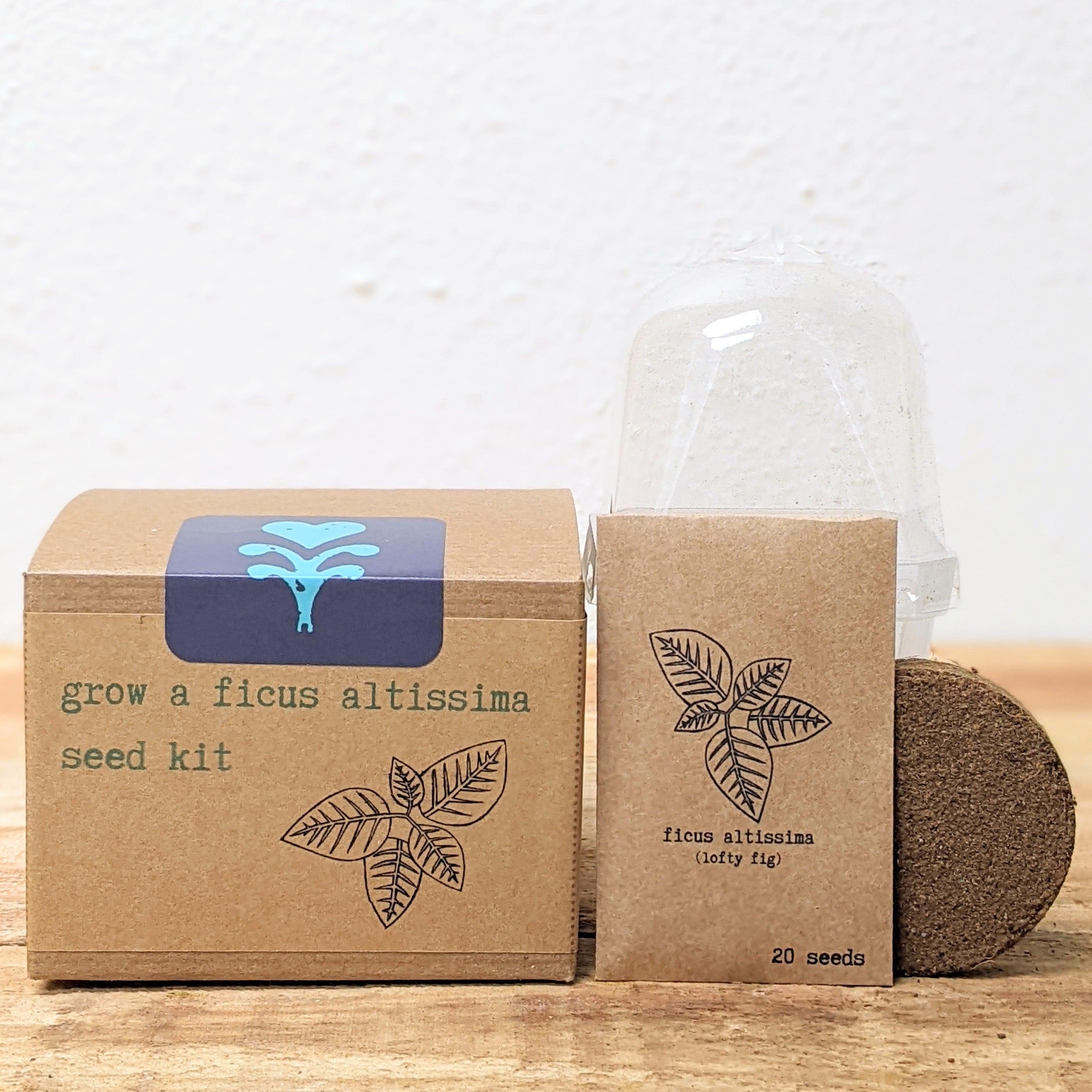 Grow a Ficus Altissima Seed Kit - Plantflix