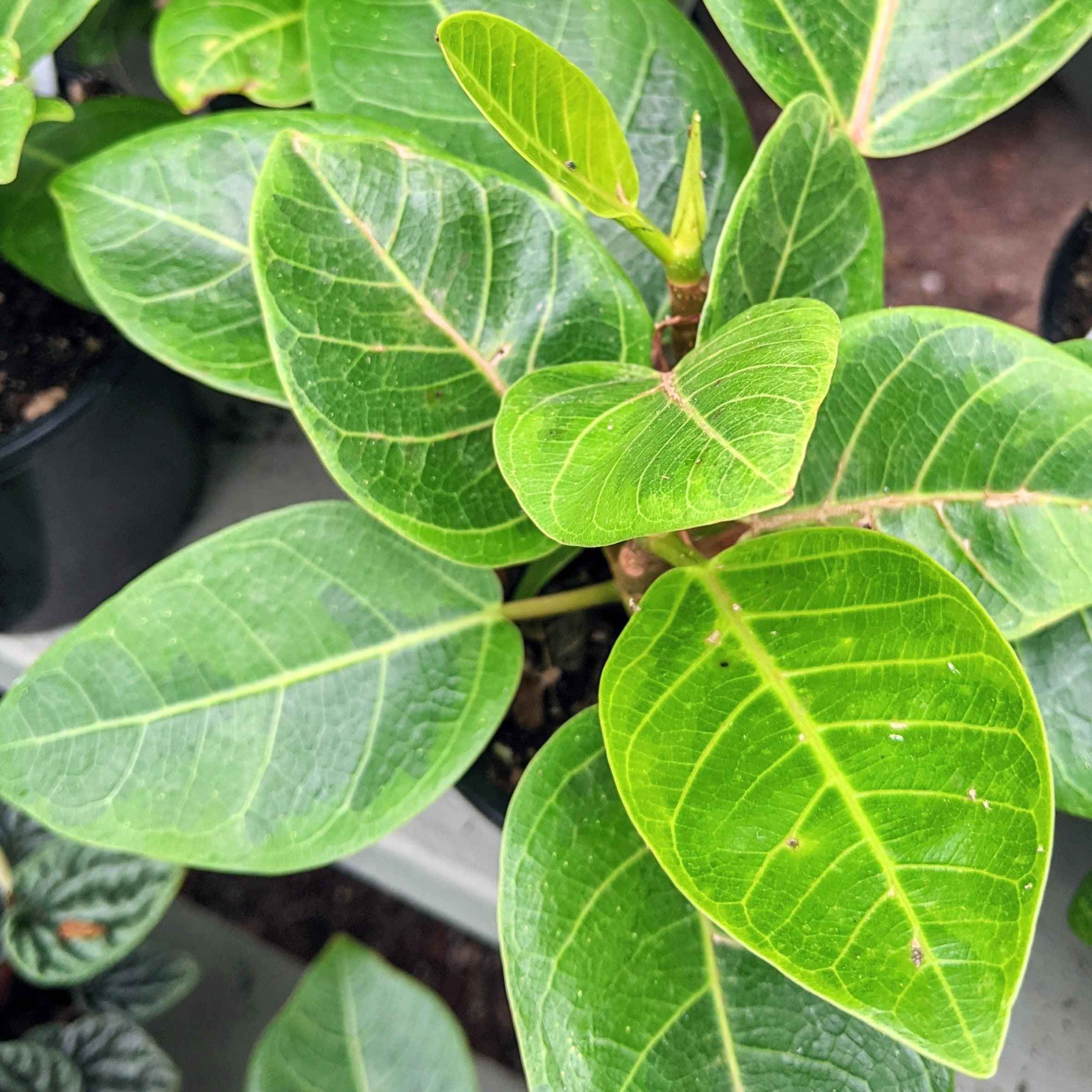 Grow a Ficus Altissima Seed Kit