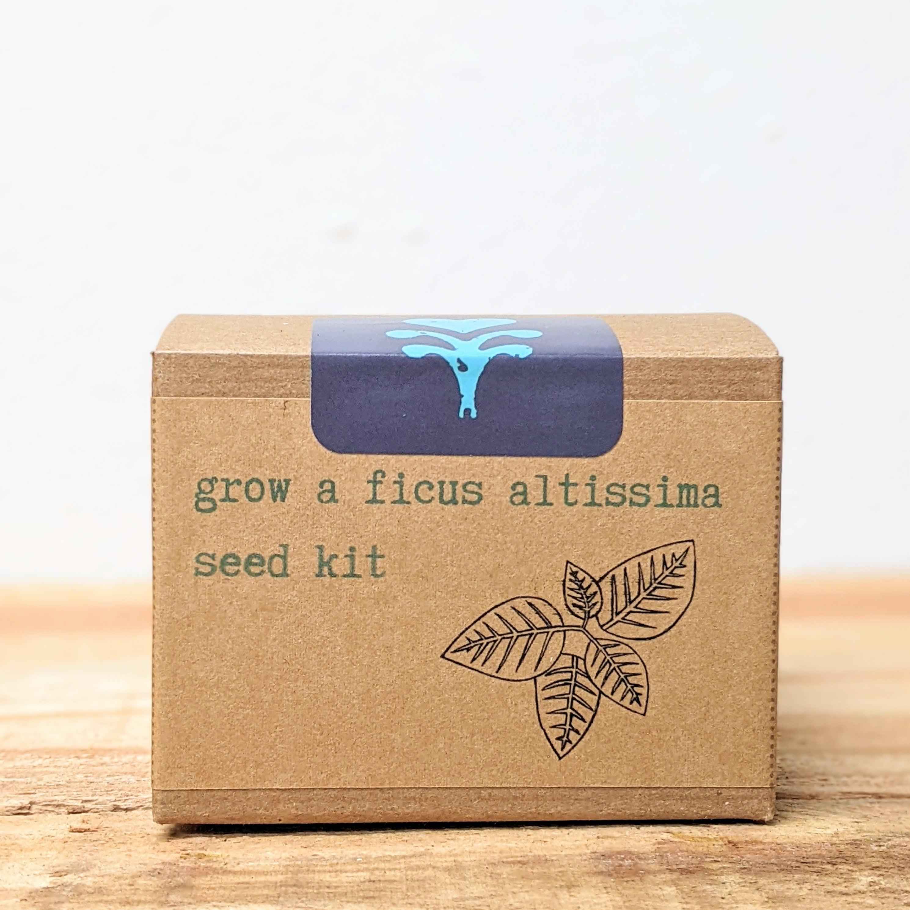 Grow a Ficus Altissima Seed Kit