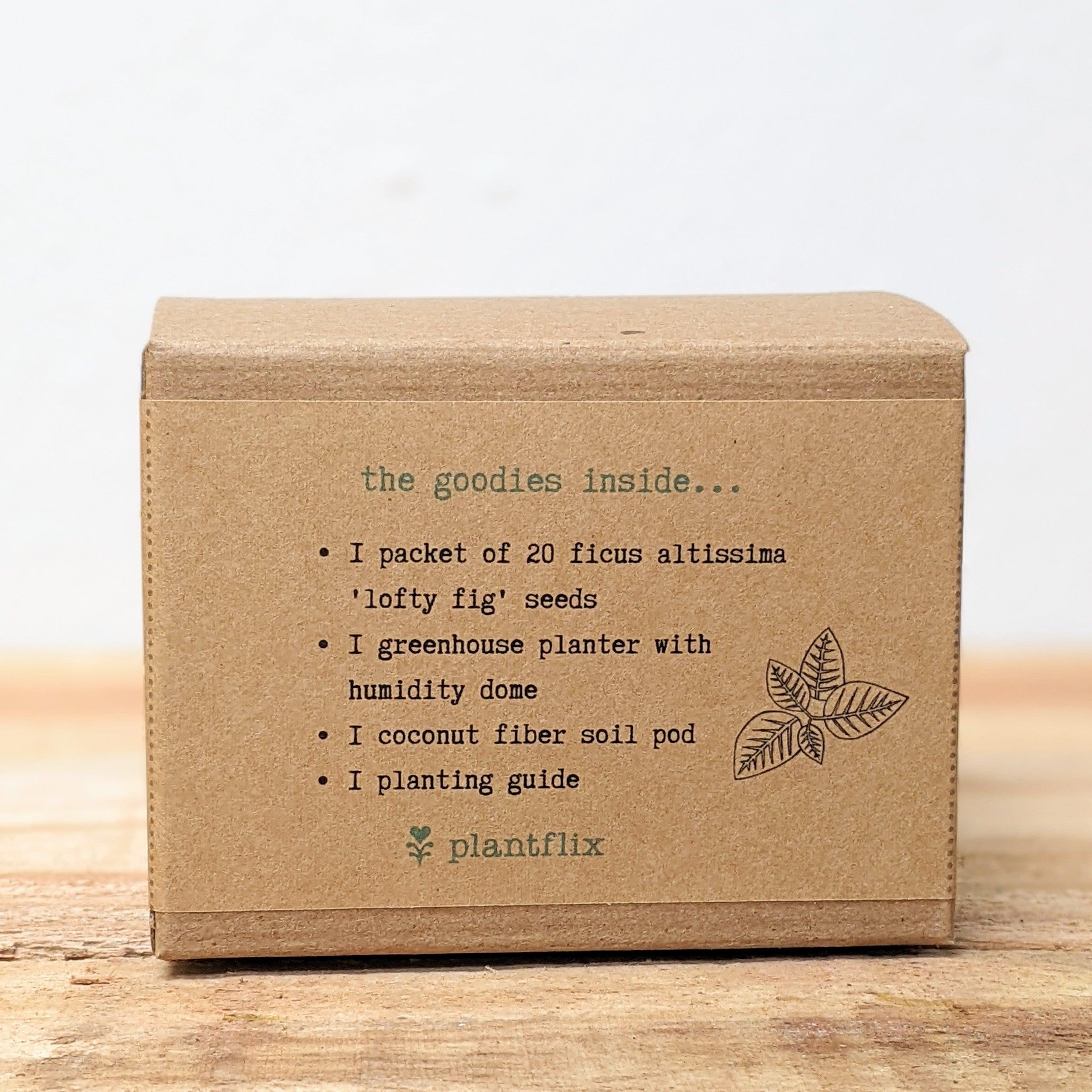 Grow a Ficus Altissima Seed Kit - Plantflix