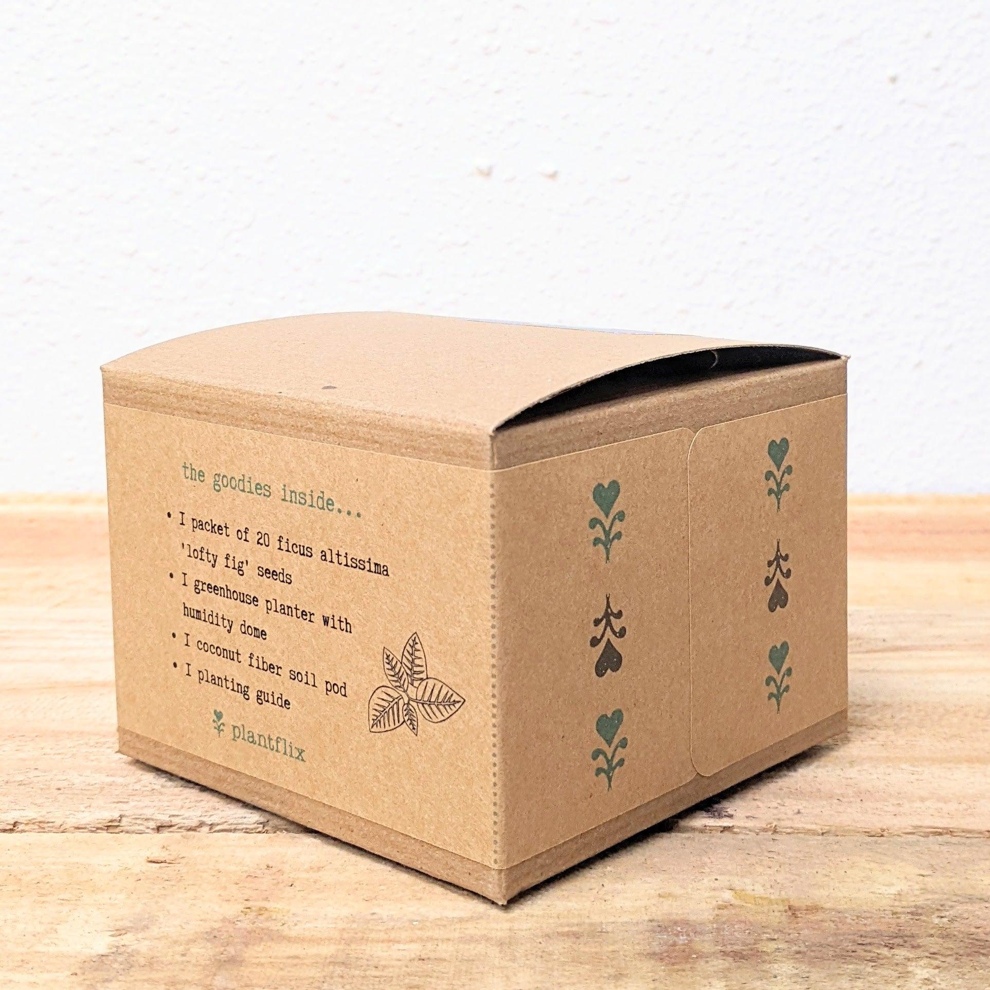 Grow a Ficus Altissima Seed Kit - Plantflix