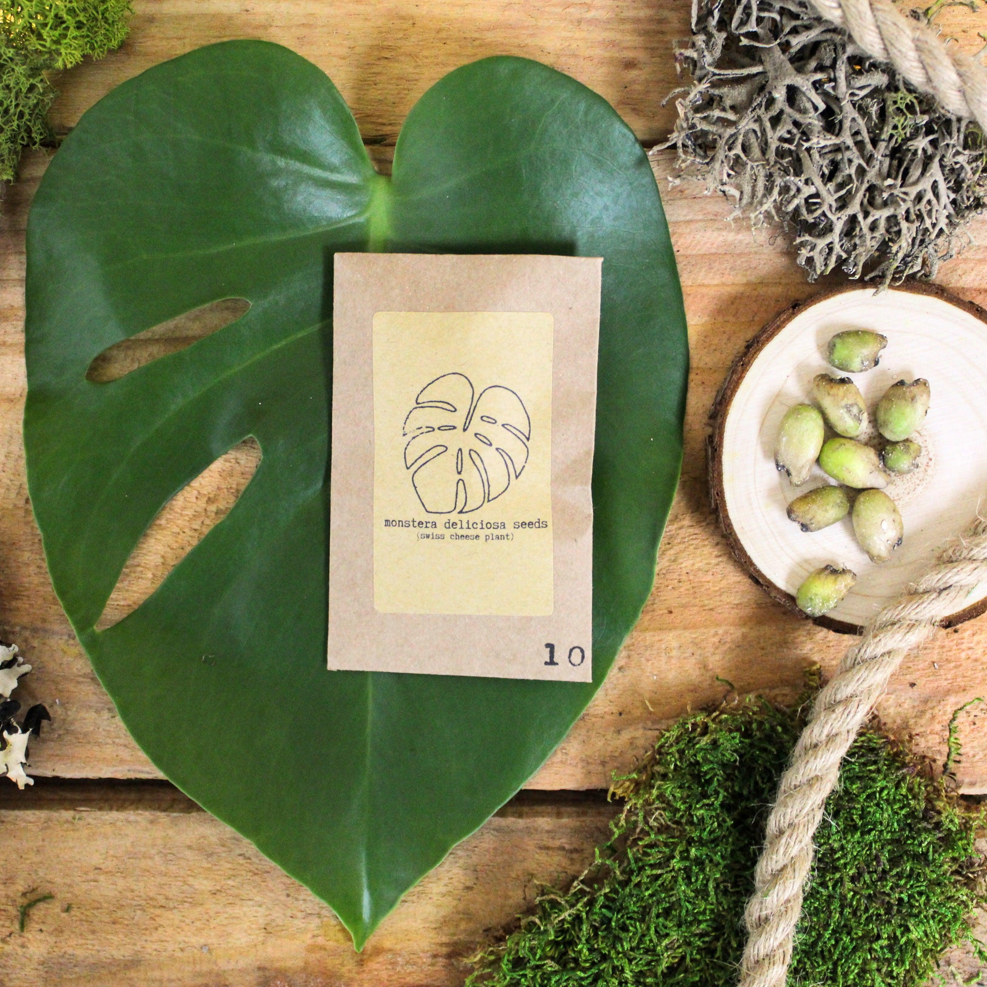 Grow a Monstera Seed Kit - Plantflix