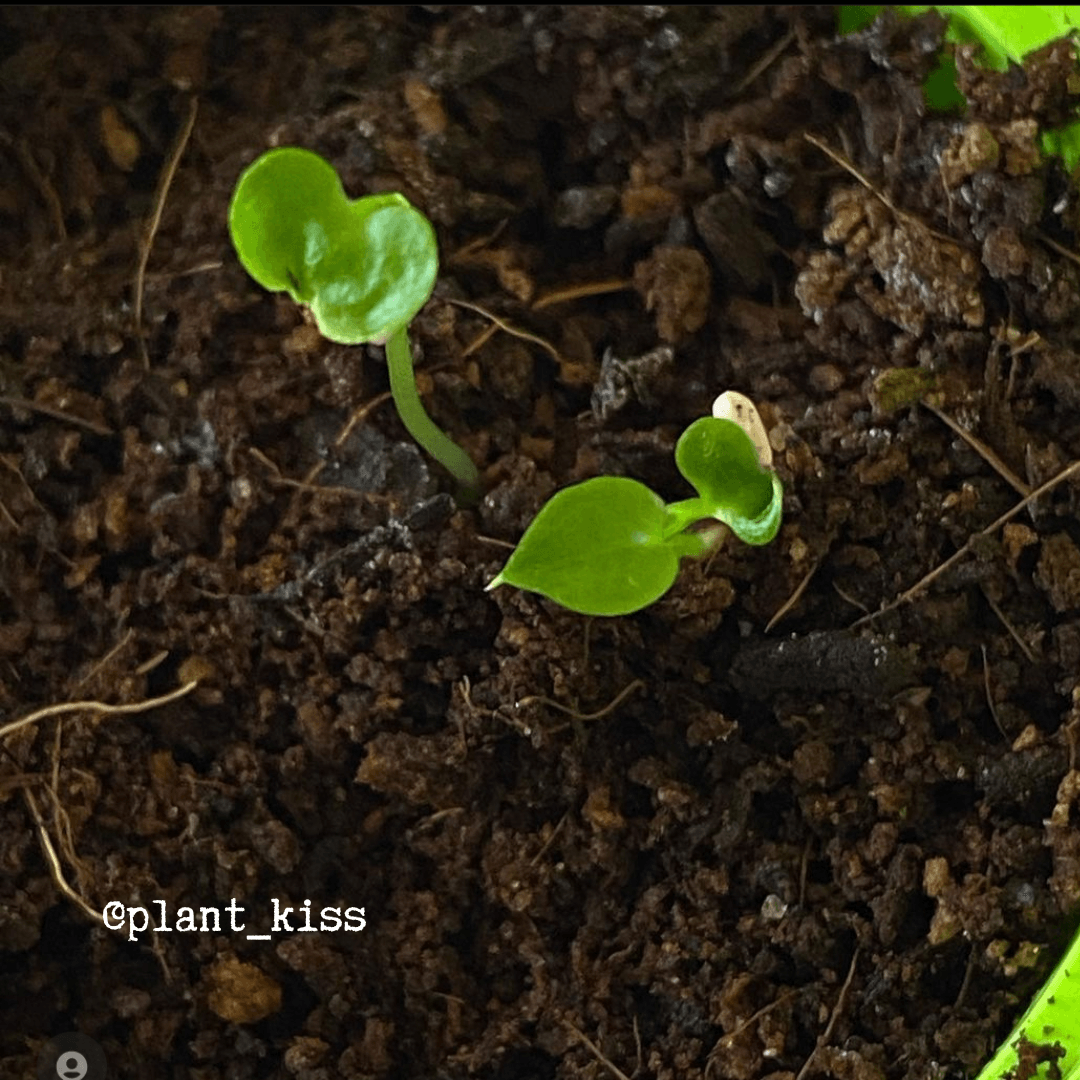 Grow a Philodendron Seed Kit - Plantflix